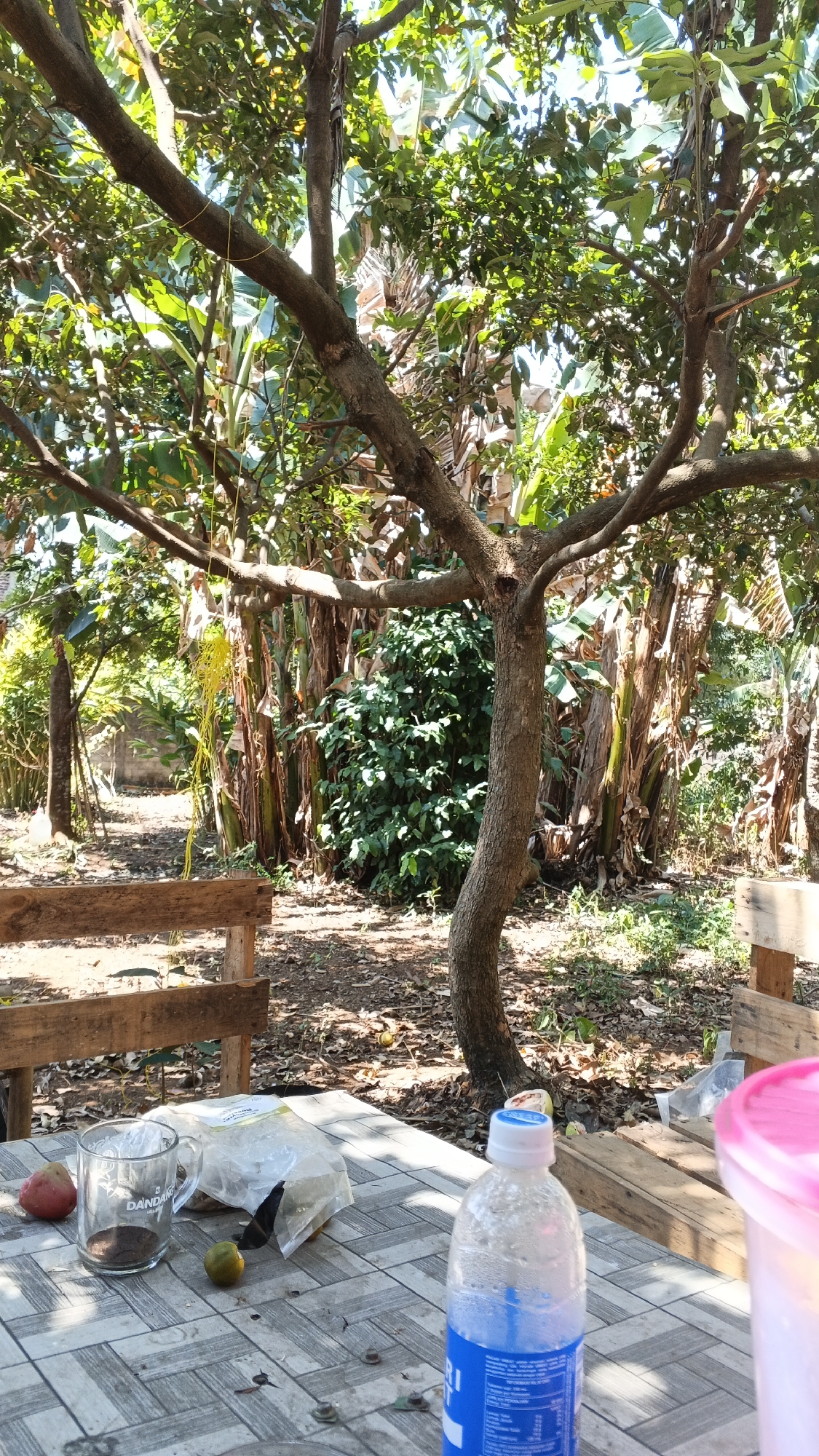 The image depicts a table set with items outdoors, likely in a rural or semi-rural setting in Karangjati, Indonesia, due to the abundant tropical vegetation. In the foreground, a checkered tablecloth covers a table. On the table, there is a clear glass mug with residue, a plastic bag, a small green citrus fruit, and a partially full plastic bottle of water with condensation. To the right, part of a pink container is visible. In the background, a large tree with a distinctive curved trunk dominates the scene, with its branches extending across the frame. Behind the tree, lush green foliage, including what appear to be banana plants, is dense. Two wooden benches are partially visible on either side of the table, suggesting an outdoor seating area. The ground is covered with dry leaves and soil. Sunlight filters through the leaves, creating dappled light and shadows. The scene suggests a casual outdoor gathering or break, surrounded by tropical plant life.