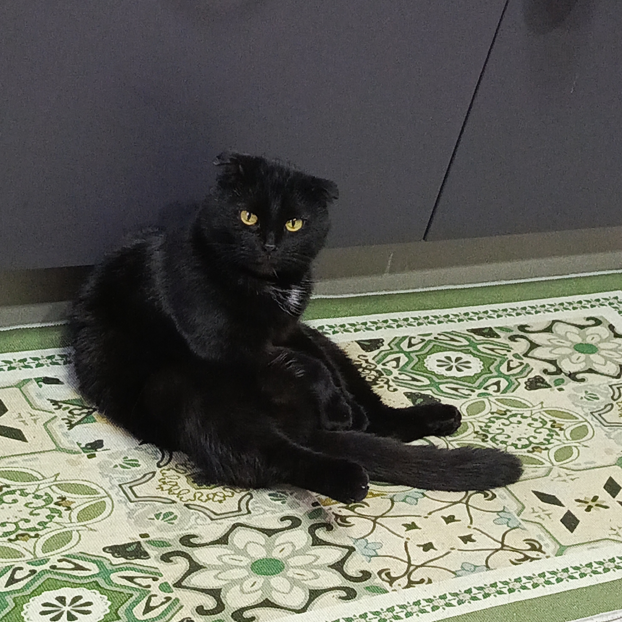 A black cat with yellow eyes sits on a patterned rug in front of a dark gray wall. The rug features a repeating floral and geometric pattern in shades of green, white, and beige. The cat is sitting upright with its tail extended. The location is not specified, and it is not possible to determine if it's in Марковский, Russia based on this image alone.