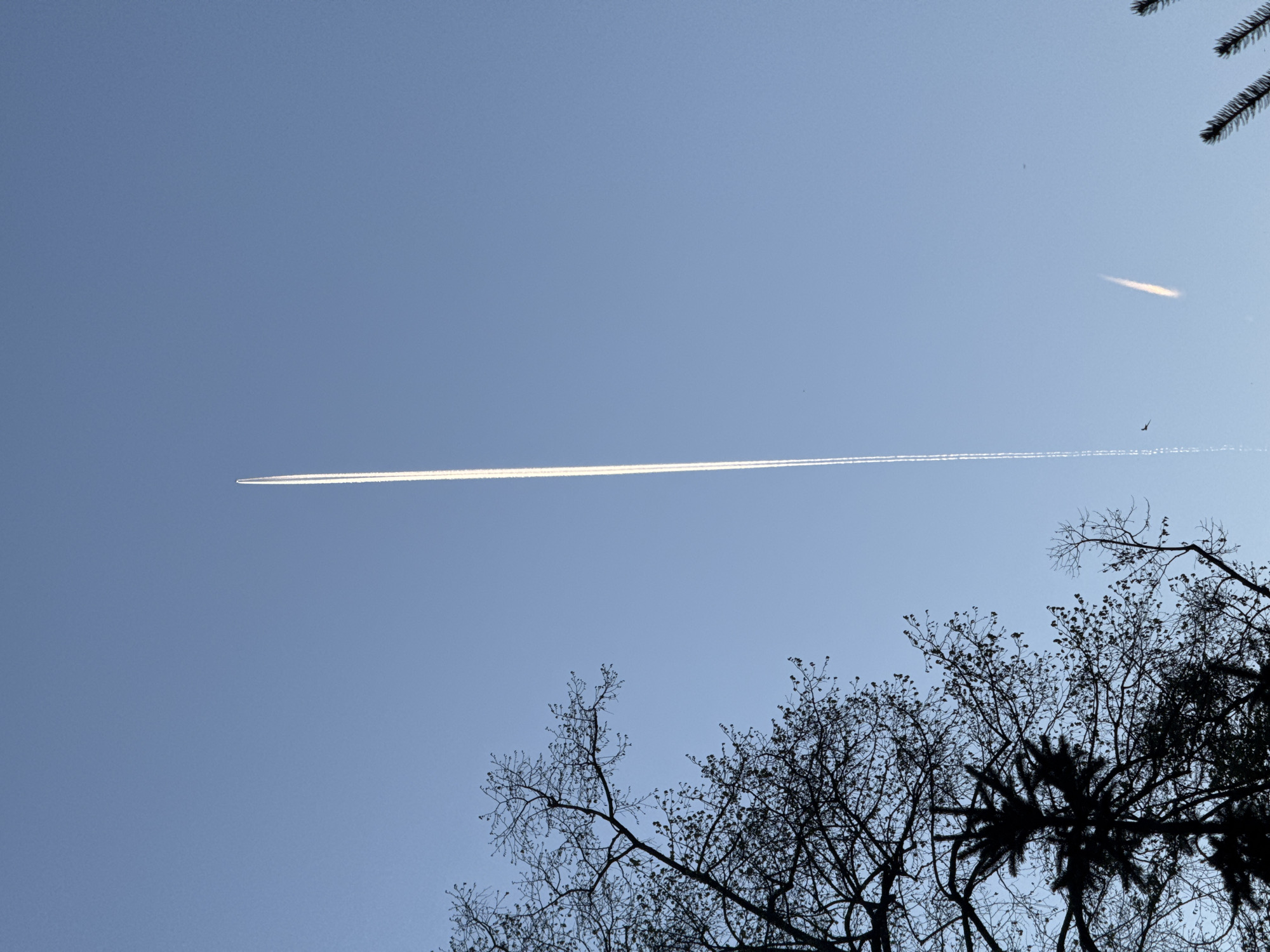 The image shows a bright contrail in a clear, light blue sky above Sofia, Bulgaria. Bare tree branches and a pine branch are visible in the lower half of the frame, silhouetted against the sky. Another, fainter contrail segment is visible in the upper right of the image. A small bird is also visible next to the shorter contrail.