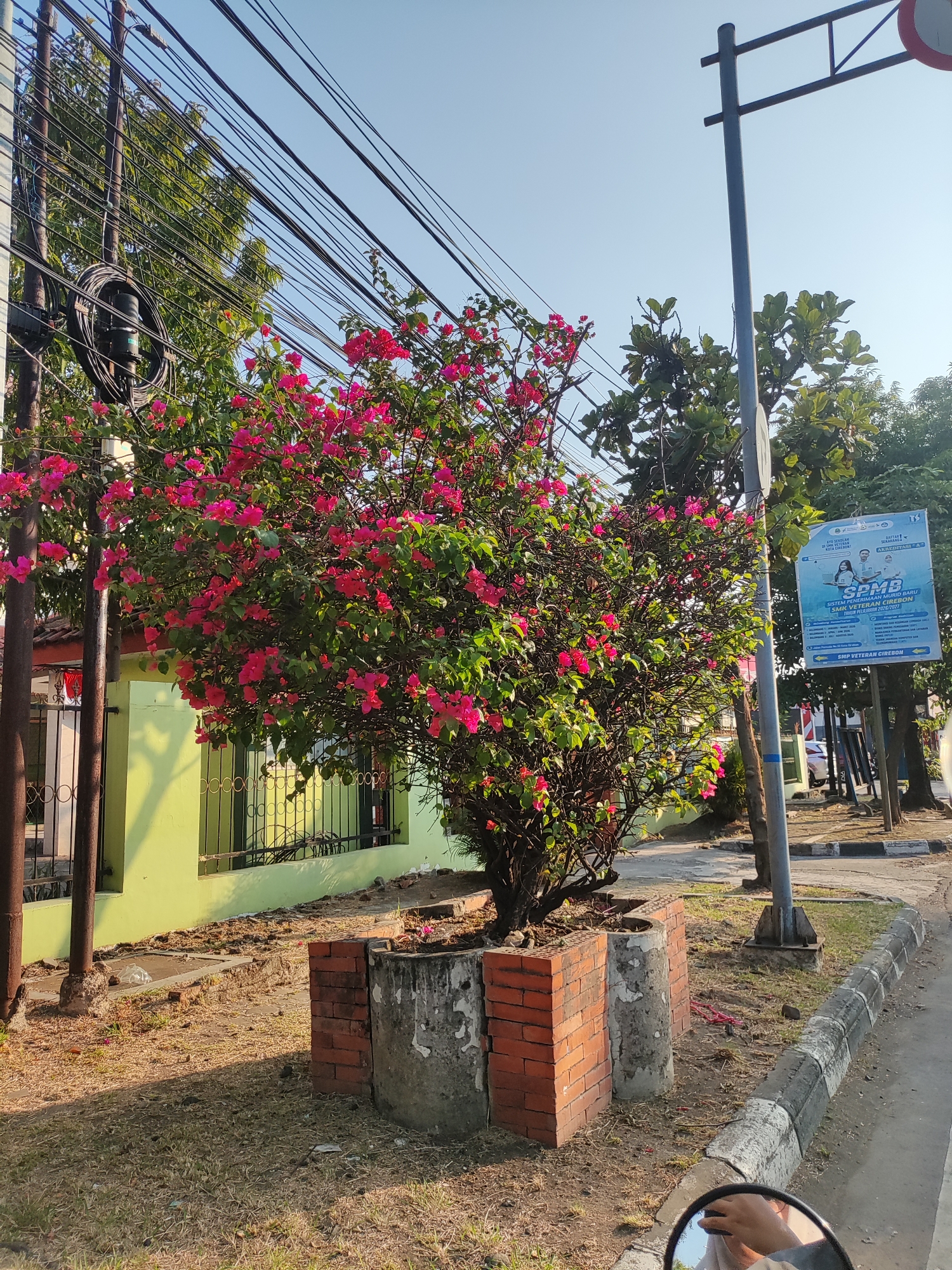 The image depicts a street scene in Cirebon, Indonesia, under a clear blue sky. In the foreground, a vibrant bougainvillea tree with bright pink flowers is in bloom, centrally positioned. The tree is planted in a raised bed constructed with concrete cylinders and brickwork. To the left of the tree, a light green building with a dark metal fence is visible. Utility poles with a dense network of electrical wires stretch across the upper part of the frame. A lamppost with a sign is situated to the right of the bougainvillea. Further to the right, a blue and white poster with text and images is attached to a pole, likely an advertisement or announcement. The ground is covered with dry grass and fallen leaves. The street curb and asphalt road are visible along the right edge of the image, with a portion of a motorcycle's rearview mirror in the bottom right corner, reflecting a hand and arm. The overall impression is a sunny day in a residential or commercial area of the city.