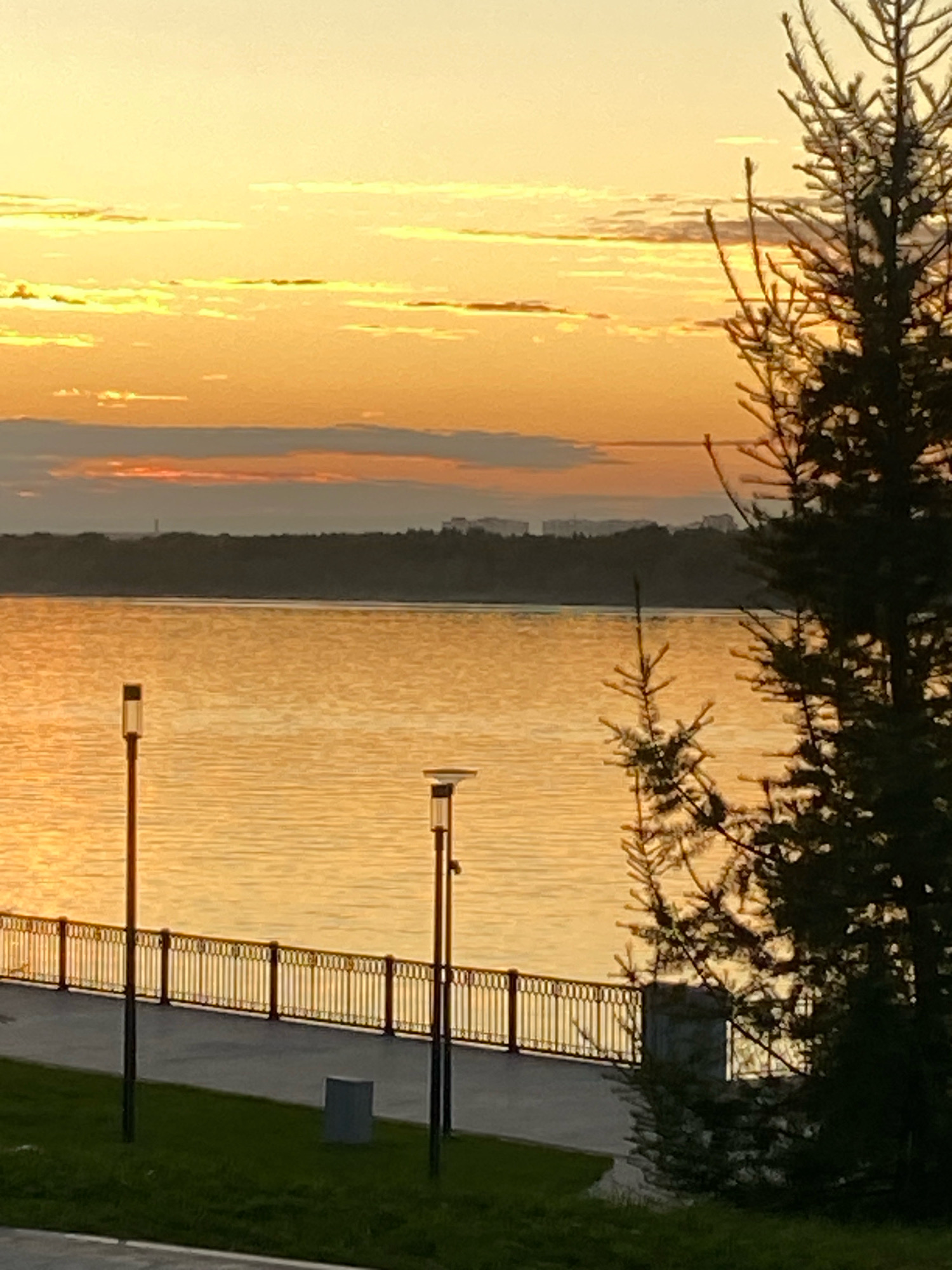 The image depicts a serene sunset over the Kama River in the city of Perm, Russia. The sky is ablaze with golden and orange hues, casting a warm glow on the water. A lush green lawn borders a paved walkway, which is separated from the river by an ornate metal fence. Two modern streetlights stand sentinel along the walkway, their fixtures illuminated against the darkening sky. In the foreground, the dark silhouette of a fir tree adds a touch of natural beauty to the urban landscape. The opposite bank of the river is lined with a dense forest, beyond which a few buildings can be faintly seen. The overall scene evokes a sense of tranquility and natural beauty, characteristic of a peaceful evening in Perm.