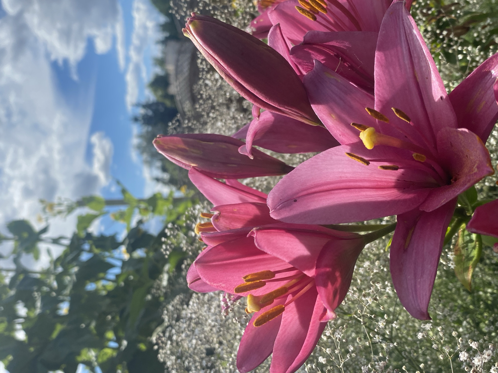 A close-up, low-angle shot features several vibrant pink lilies in full bloom, with buds also visible. The lilies' stamens, tipped with yellow anthers, are prominent. The flowers are set against a blurred background of delicate white baby's breath flowers, green foliage, and a bright blue sky dotted with white clouds. The scene appears to be outdoors in a garden, possibly in Buk, Poland, given the context. There are no people or animals present. The lighting suggests a sunny day.