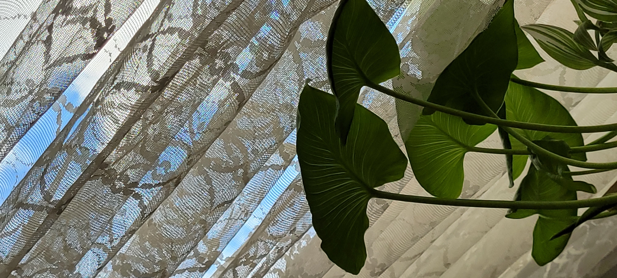 This image shows a close-up view of a plant with large, green leaves, positioned in front of a sheer, patterned curtain. The curtain is draped and angled, allowing light to filter through, revealing glimpses of a bright blue sky beyond. The light creates a dappled effect on the curtain, highlighting its intricate lace-like pattern and casting shadows from the leaves. The plant's stems are thick and green, and its leaves are broad with prominent veins, suggesting a tropical or lush plant variety. The leaves are angled towards the light, some appearing translucent due to the illumination. In the upper right corner, another plant with striped green and white leaves is partially visible. The scene evokes a sense of tranquility and a connection with nature, with the indoor plant juxtaposed against the natural light from the window. The overall impression is one of diffused light and soft textures. There is no visible text.