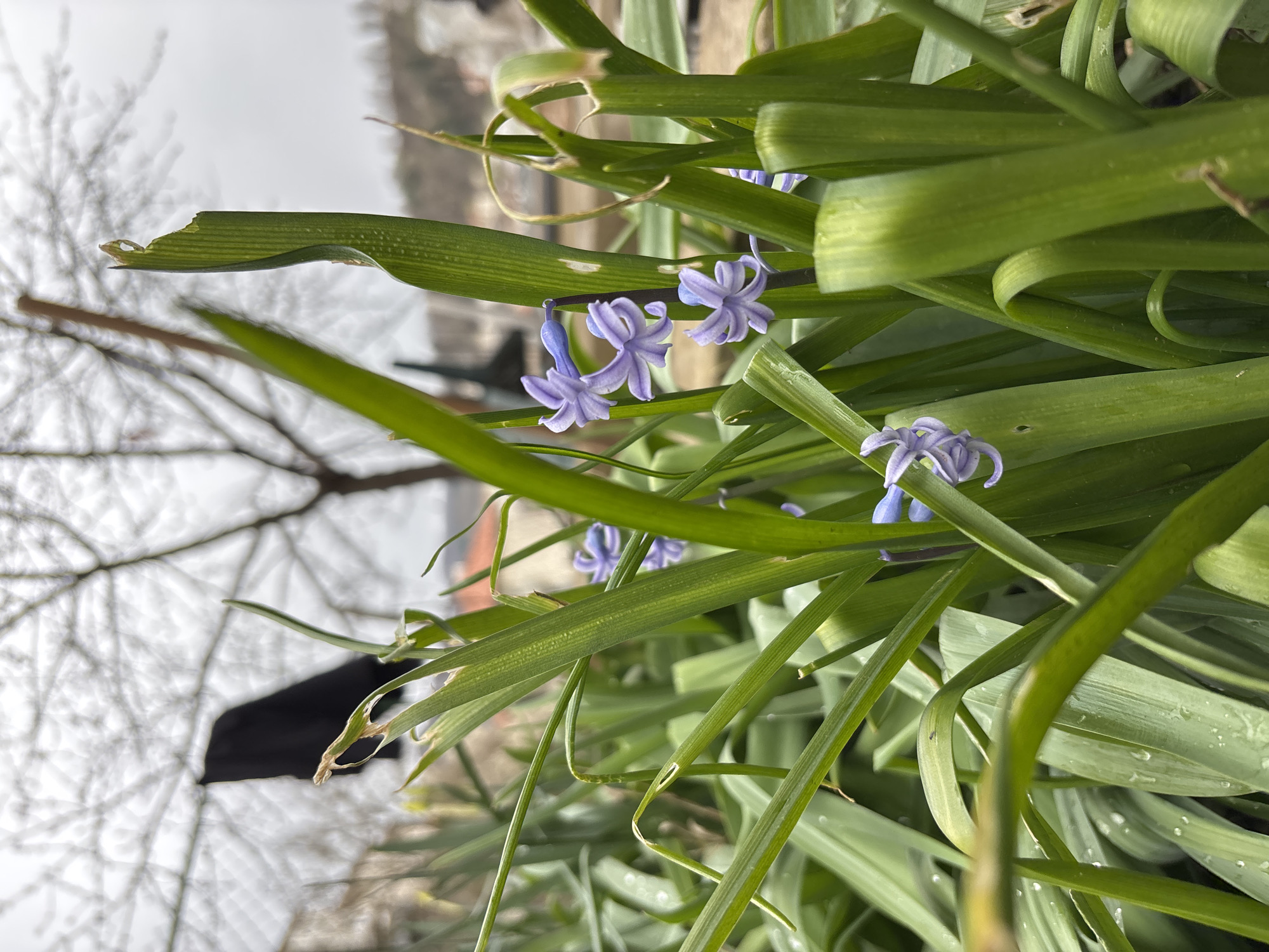 The image depicts a ground-level, shallow depth-of-field view of early spring flora in Zlatograd, Bulgaria, under an overcast sky. The immediate foreground features a dense growth of vibrant green, strap-like leaves, exhibiting visible veins and numerous small water droplets. Several leaves display minor damage, including tears and browned edges. Interspersed among the foliage are clusters of small, pale purple-blue, bell-shaped flowers, consistent with Muscari (Grape Hyacinth). The background is significantly blurred, revealing the bare, skeletal branches of a deciduous tree. A dark, amorphous object, likely a piece of clothing, is suspended from an unseen support within the blurred background. Indistinct architectural elements or terrain are vaguely visible in the far background.