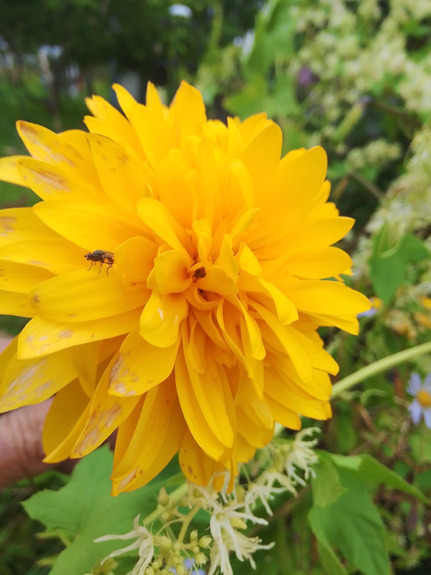 A close-up, eye-level shot features a large, bright yellow double-flowered dahlia with many ruffled petals. The flower is the primary subject, filling most of the frame. On one of the petals, towards the upper left quadrant of the flower, a small, dark, six-legged insect, likely a fly, is positioned facing left. The insect has visible wings and legs. The background is a soft, blurry mix of green foliage, some lighter, out-of-focus white flowers, and hints of a muted purple flower and possibly some tree branches in the far distance, suggesting an outdoor garden setting. The lighting appears to be natural daylight, casting soft shadows. The image does not depict any specific landmarks or identifiable features of Dobrograd, Russia, and therefore its precise location within the city cannot be determined from the visual information provided.