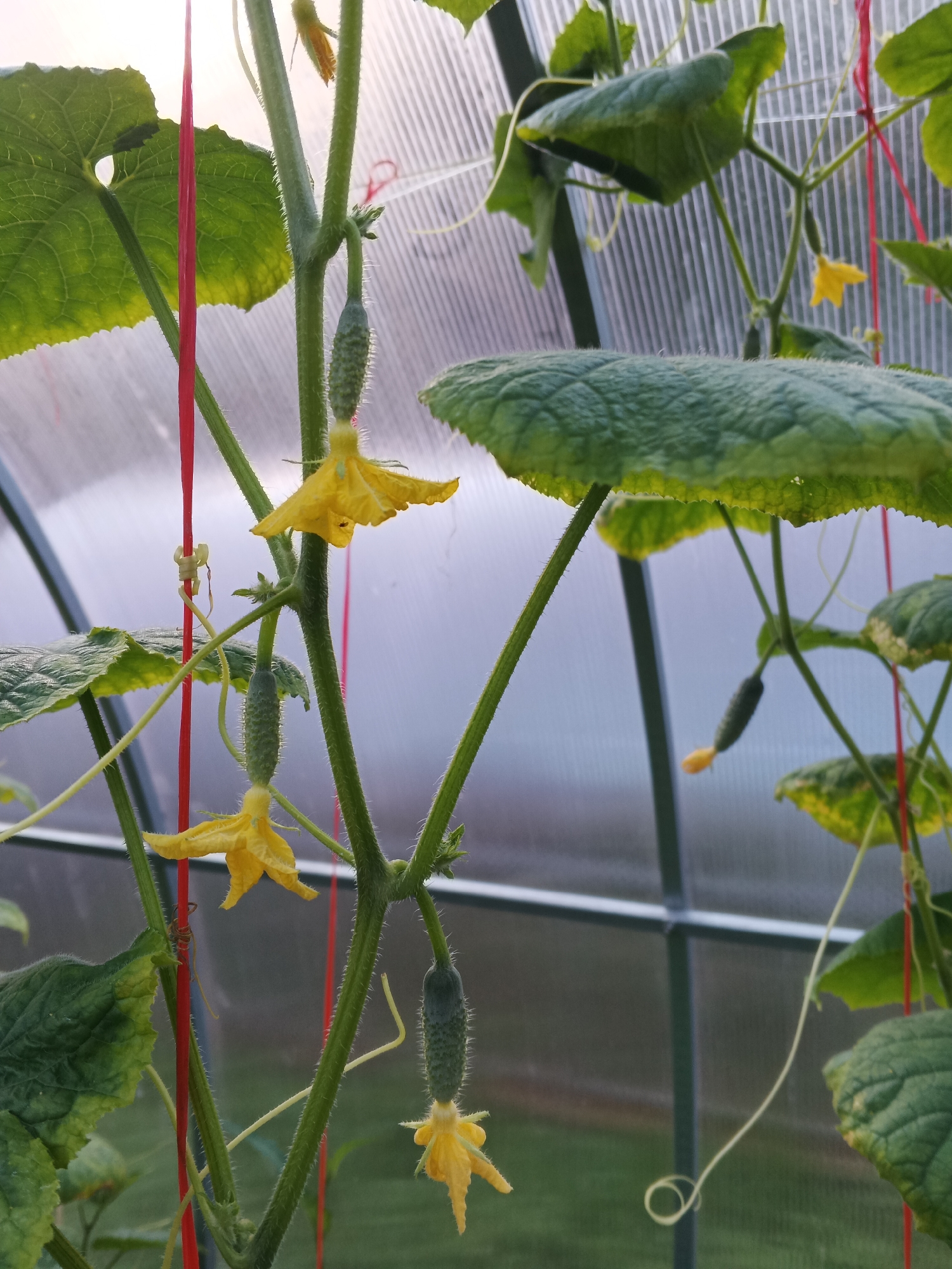 In a greenhouse in Suvorov, Russia, a close-up shot captures several young cucumbers on a vine. The cucumbers are small, green, and spiky, with yellow flowers still attached to some of them. The plants are supported by red strings, and large, textured green leaves are visible throughout the frame. The background is blurred, showing the translucent material of the greenhouse and hints of green grass outside. A small, delicate spider can be seen on the vine. The lighting suggests it is daytime.