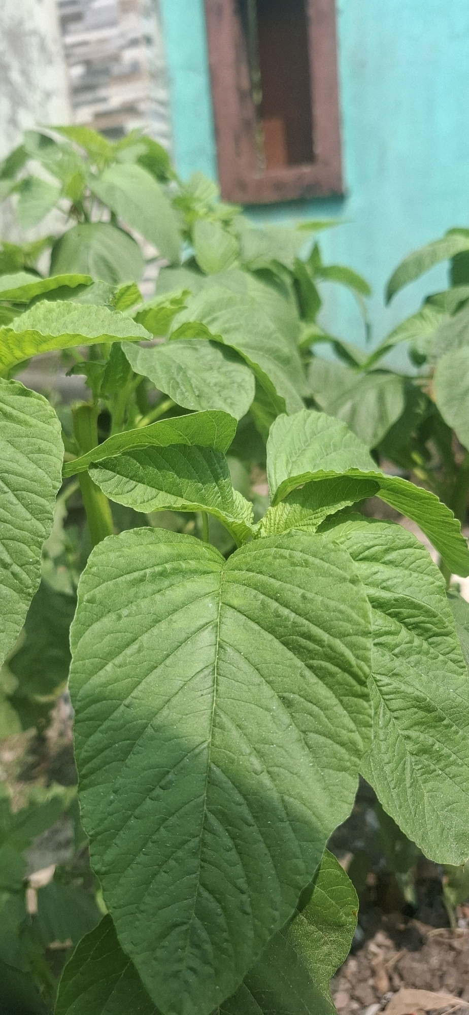 A close-up, vertical shot focuses on vibrant green spinach leaves, with a blurred background of a turquoise wall and a hint of a brick wall and window frame. The spinach plants are lush and healthy, with large, textured leaves that dominate the foreground. The natural light highlights the veins and slight imperfections on the leaves, suggesting they are recently grown and possibly outdoors. The background elements, including the turquoise wall with a dark-framed opening that appears to be a window or vent, and the textured brickwork, are out of focus, placing emphasis on the greenery. The ground beneath the plants is a mixture of soil and dry leaves, also blurred. The scene appears to be in an outdoor setting, likely a garden or backyard, consistent with a residential area in Cibinong Hilir, Indonesia.