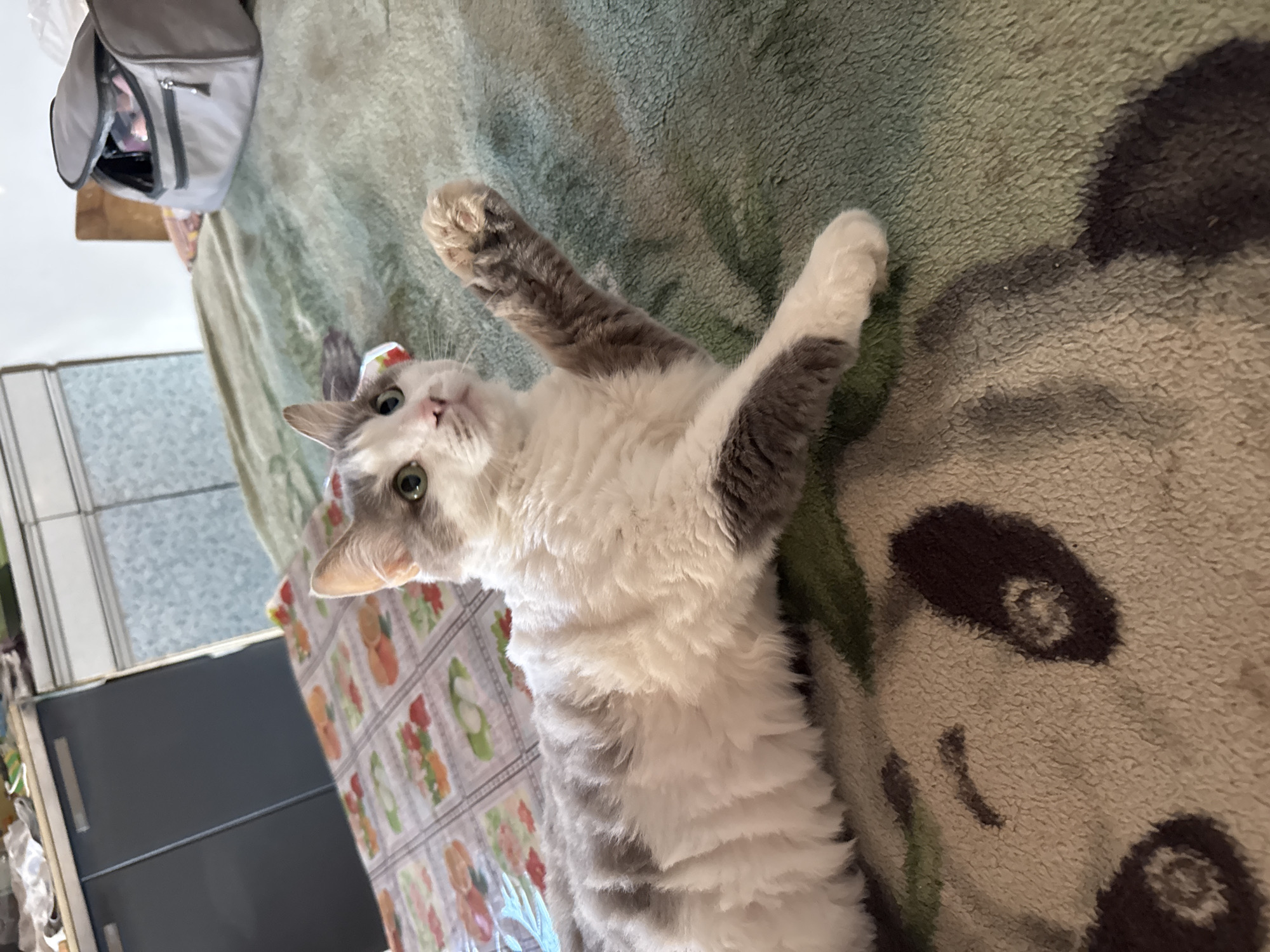 A grey and white cat with curly fur is lying on a green, fuzzy blanket with a pattern of what appears to be pandas. The cat's left paw is raised in the air, and its body is angled towards the right. The cat has green eyes and is looking upwards and to the right. In the background, there is a grey cosmetic bag on the blanket and a patterned tablecloth on a table. Further in the background, there are cabinets and a window. The scene is indoors, likely in a domestic setting within the city of Starokhalilovo, Russia.