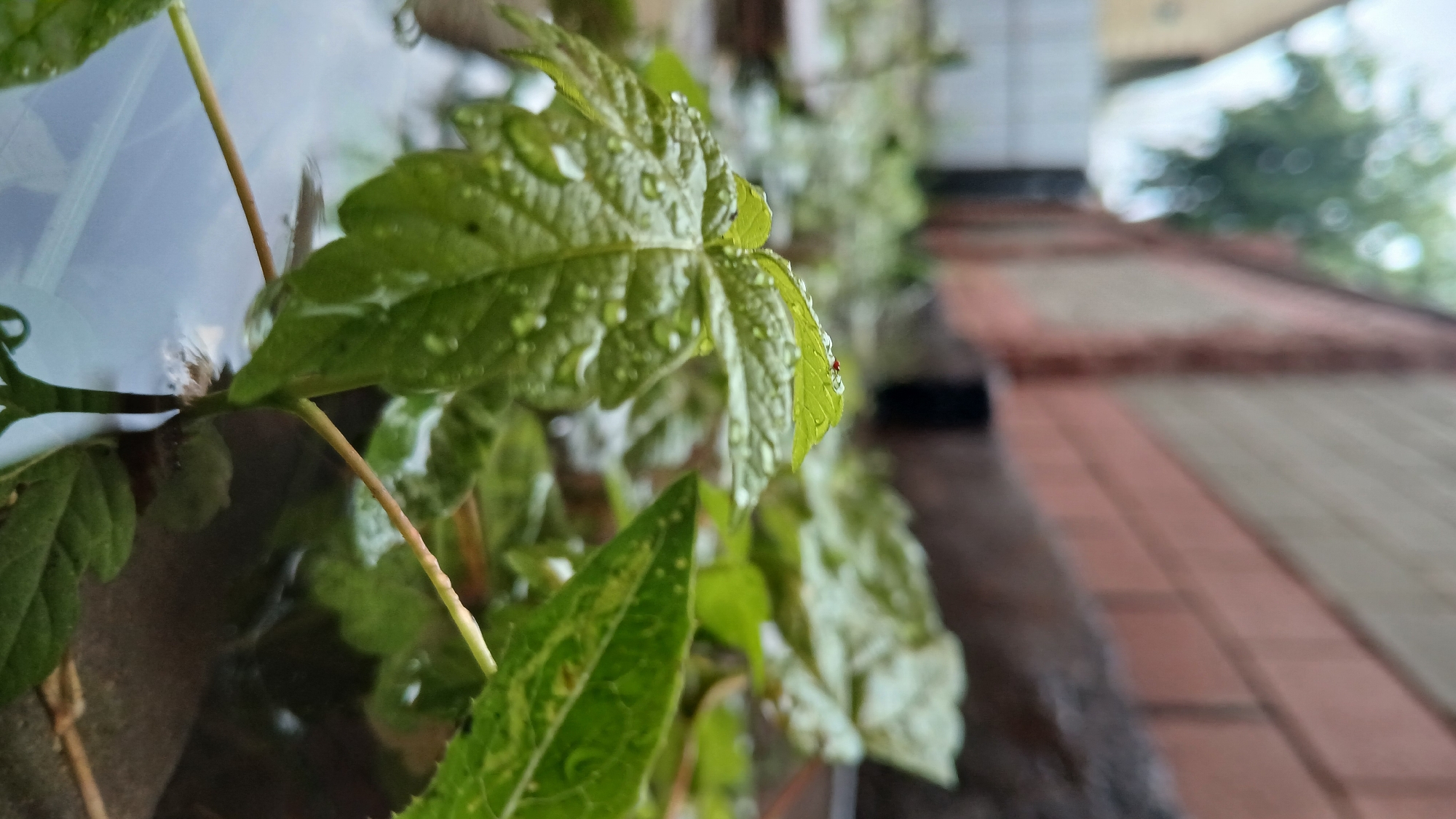The image shows a close-up view of green leaves covered in water droplets, resting on the surface of a puddle. The leaves are wet, indicating recent rain. In the background, a brick wall runs diagonally across the frame. The setting appears to be outdoors, possibly in a garden or yard, with some vegetation and fencing visible in the distance. The overall impression is one of a post-rain scene. The location is specified as Astana, Kazakhstan.