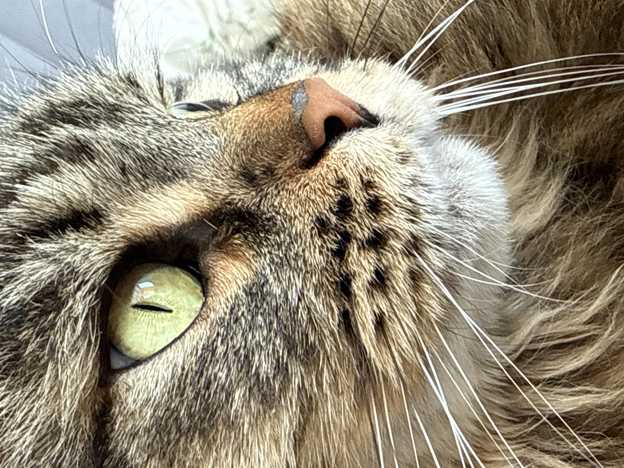 A close-up, angled view focuses on the face of a brown tabby cat. The cat's left eye, an elongated oval shape with a vertical slit pupil, is visible. Fur patterns are visible, varying in shades of brown, gray, and white. The cat's pink nose is also visible, and numerous white whiskers extend from the muzzle. The background is blurred and out of focus. The image does not provide information relating to the city of Izhevsk.