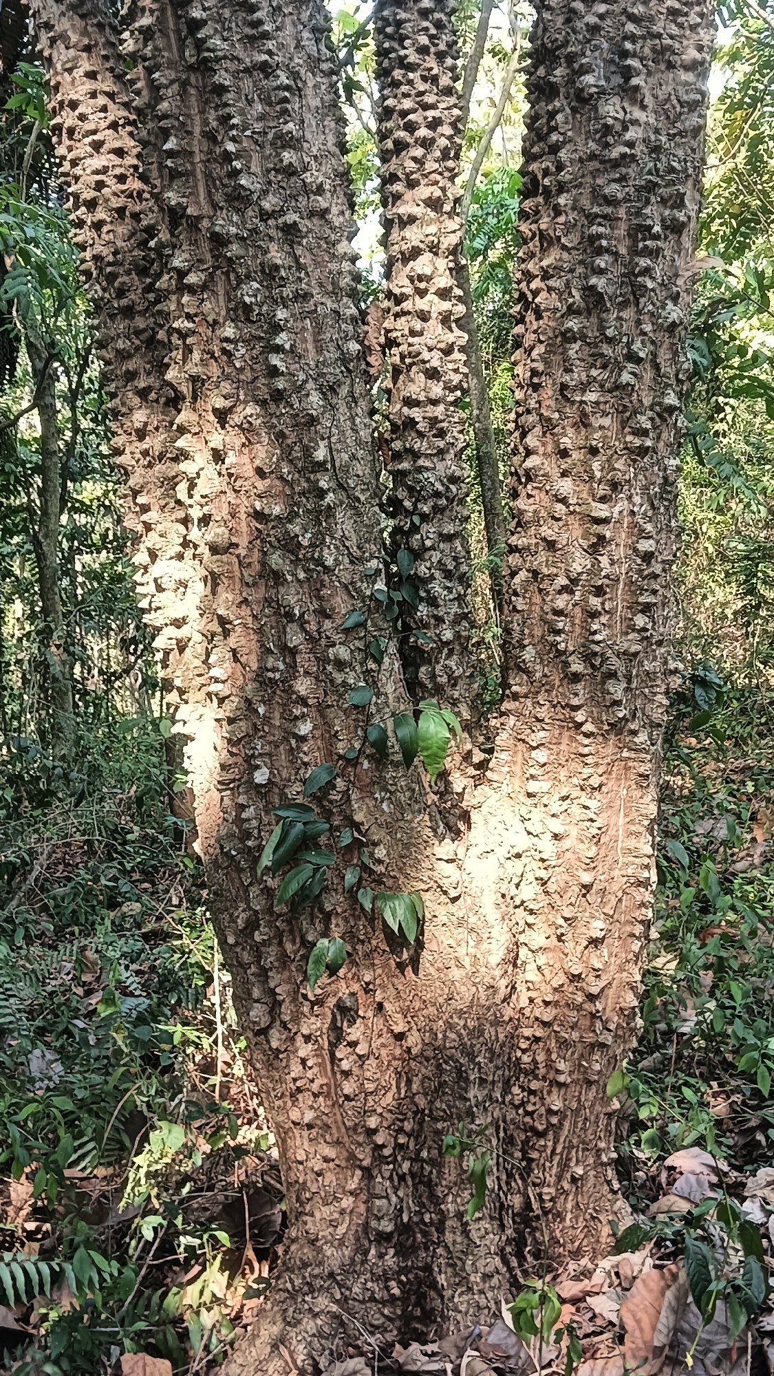 A close-up, eye-level shot shows the trunk of a large tree with a rough, spiky bark in Tanggan, Indonesia. The trunk splits into three main branches. Several green leaves are attached to the trunk and branches, with some vines creeping up. The ground around the tree is covered with fallen leaves and other foliage. Sunlight casts shadows on the trunk, highlighting its textured surface. The background is filled with dense green foliage, suggesting a natural, wooded environment.