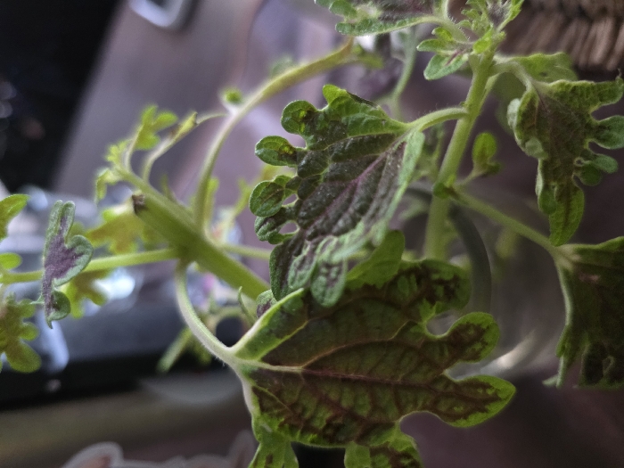 This image depicts a close-up, shallow depth-of-field view of a plant, located indoors within the city of Villa San Andrés, Argentina. The central subject is a herbaceous plant with multiple stems and leaves. The leaves are primarily green with prominent purple or dark reddish-brown variegation, particularly along the veins and centers, exhibiting lobed or serrated margins. Some leaves appear slightly curled or irregular. The plant stems are light green and slender, with fine hairs visible on some surfaces. The plant is contained within a clear, cylindrical vessel, possibly a glass, which is visible at the base of the plant. The background is significantly out of focus, showing indistinct shapes and varying shades of dark brown, black, and blurry lighter reflections, consistent with an indoor environment containing other objects and light sources. No individuals are visible.