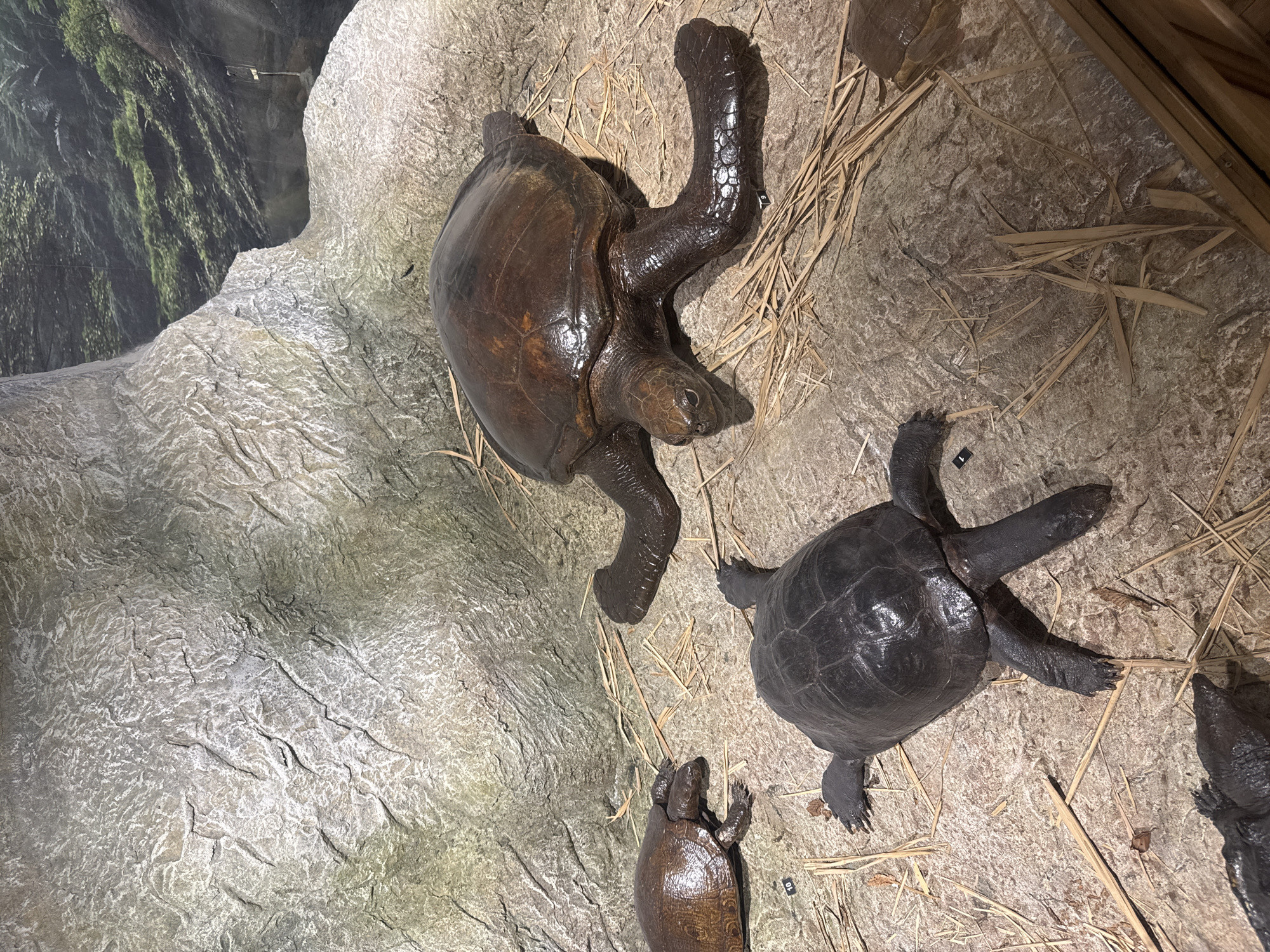 The image depicts a display of turtles, likely taxidermied or models, on a textured surface simulating a natural environment. Three turtles are fully visible: one large brown turtle is positioned with its legs splayed upwards; another smaller, black turtle is nearby; and a smaller brown turtle is at the bottom edge of the frame. A fourth turtle is partially visible in the lower right corner. The surface they are on is beige-gray and scattered with dry straw. In the background, on the left, is a light gray rock formation adjacent to a mural depicting dense foliage. It is located at the Plovdiv Zoo in Plovdiv, Bulgaria.