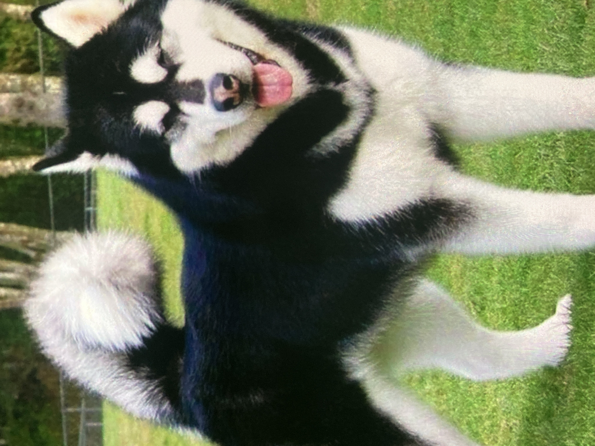 A black and white husky dog stands in a grassy area, possibly a park or yard. The dog is facing the viewer with its mouth open, tongue out, and appears to be panting or smiling. Its fur is thick and fluffy, with distinct black markings on its face, back, and tail, contrasting with its white chest, legs, and facial markings. The background is blurred, showing green grass and trees with a fence in the distance. There is no visible indication of the city of Ustyvytsia, Ukraine.