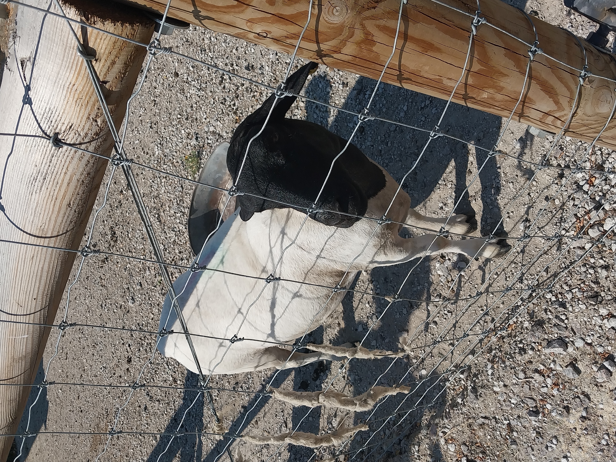 A black-faced sheep with a white body stands behind a wire fence in Turove, Ukraine. The ground is covered with gravel and small stones. A wooden post is visible to the right of the sheep. Three pieces of frayed rope hang from the fence in front of the sheep. The sheep is looking to the right, away from the camera. The sun is casting shadows on the ground, indicating it is daytime.