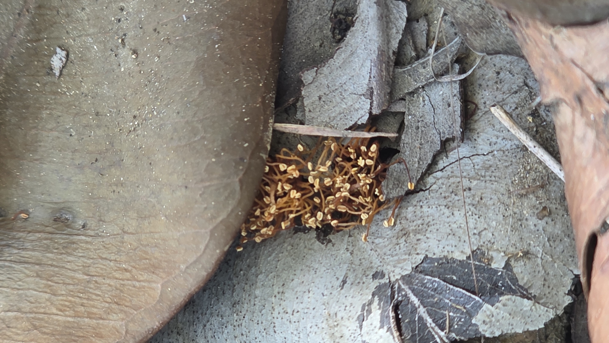 The image shows a patch of Cordyceps fungi growing among decaying leaves and debris. The location is indicated as Lhokseumawe, Indonesia, though specific details about the setting are unavailable. The fungi appear as clusters of thin, orange-brown stalks with small, bulbous heads. They are positioned between a large, decaying leaf and other smaller leaf fragments.