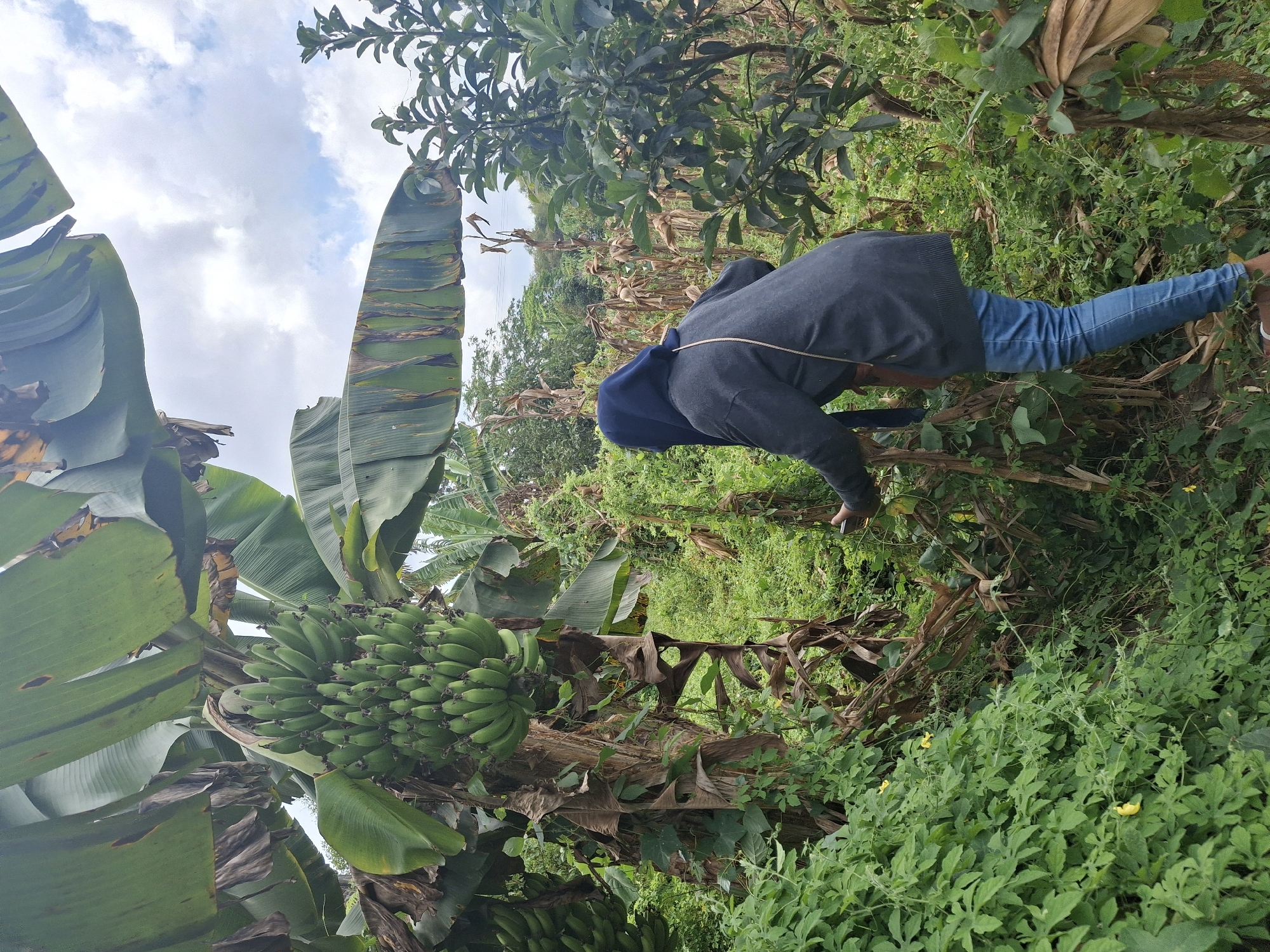The image depicts a person wearing a dark blue headscarf and a dark gray sweater over blue jeans, standing in a lush, green environment filled with banana trees. The person is facing away from the camera, reaching towards a bunch of green bananas hanging from a tree. The scene is characteristic of a rural area or plantation, with dense vegetation and other trees visible in the background. The sky is cloudy, suggesting a possibly humid climate. The image captures a moment of harvesting or inspecting the fruit in a natural setting. The location is identified as Denok, Indonesia.