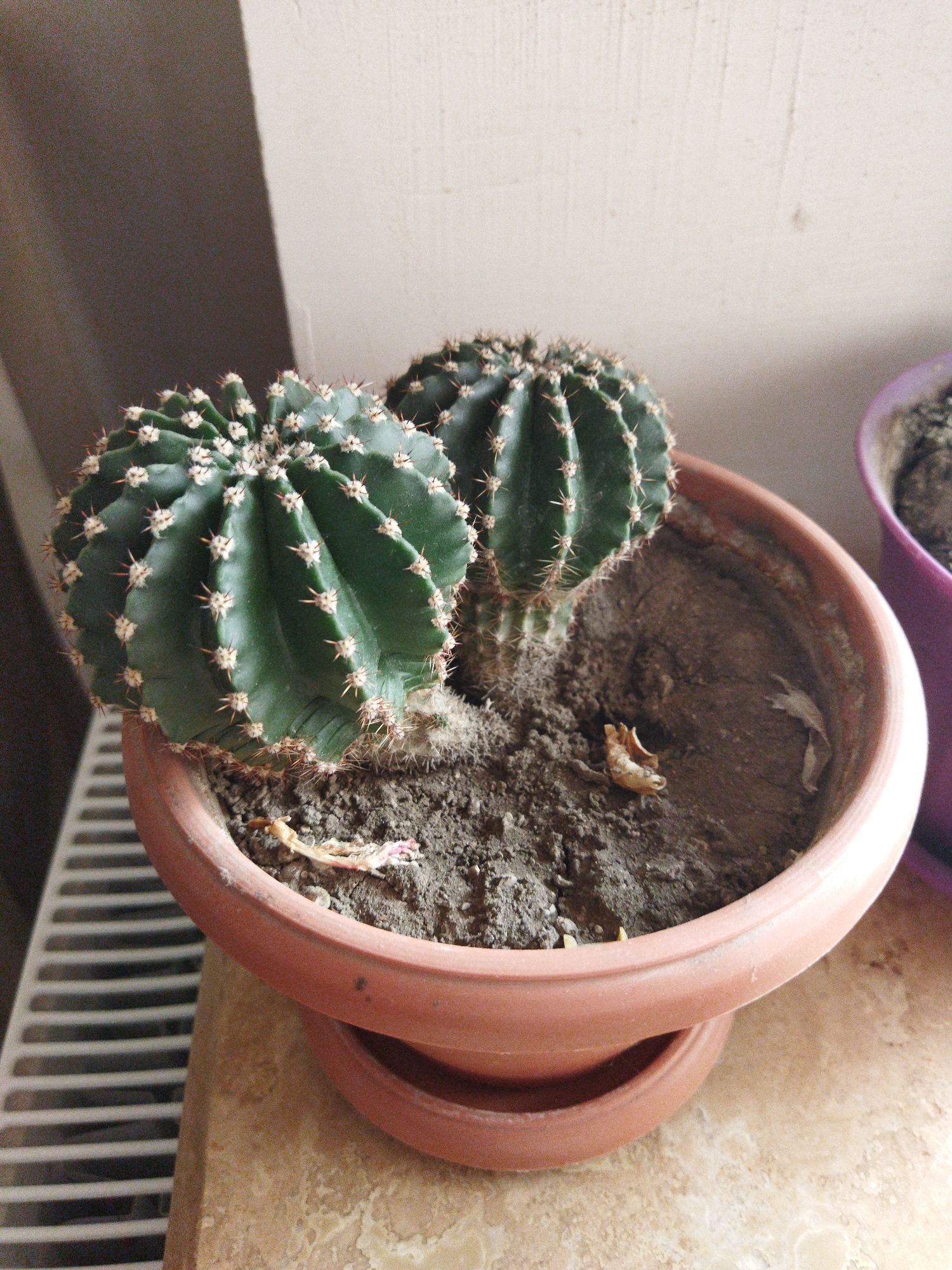 The scene, located in Gyumri, Armenia, features two cacti planted in a round, terracotta-colored clay pot, which rests on a matching saucer. The prominent cactus on the left is a dark green, globular specimen with pronounced vertical ribs. Its surface is dotted with numerous white, fuzzy areoles from which light brown spines emerge. A second, smaller cactus of similar morphology is partially visible behind and to the right of the larger one. The pot contains dark, coarse soil, with scattered dried plant fragments on its surface. The pot and saucer are situated on a light-colored, mottled surface, indicative of stone or tile. To the immediate left of the pot, a white, horizontally slatted radiator is present. The background comprises a textured, light beige wall on the right, exhibiting a diagonal shadow line, and a darker, plain vertical surface on the upper left. A segment of a second plant in a purple pot is visible on the far right edge of the frame. No individuals are present in the image.