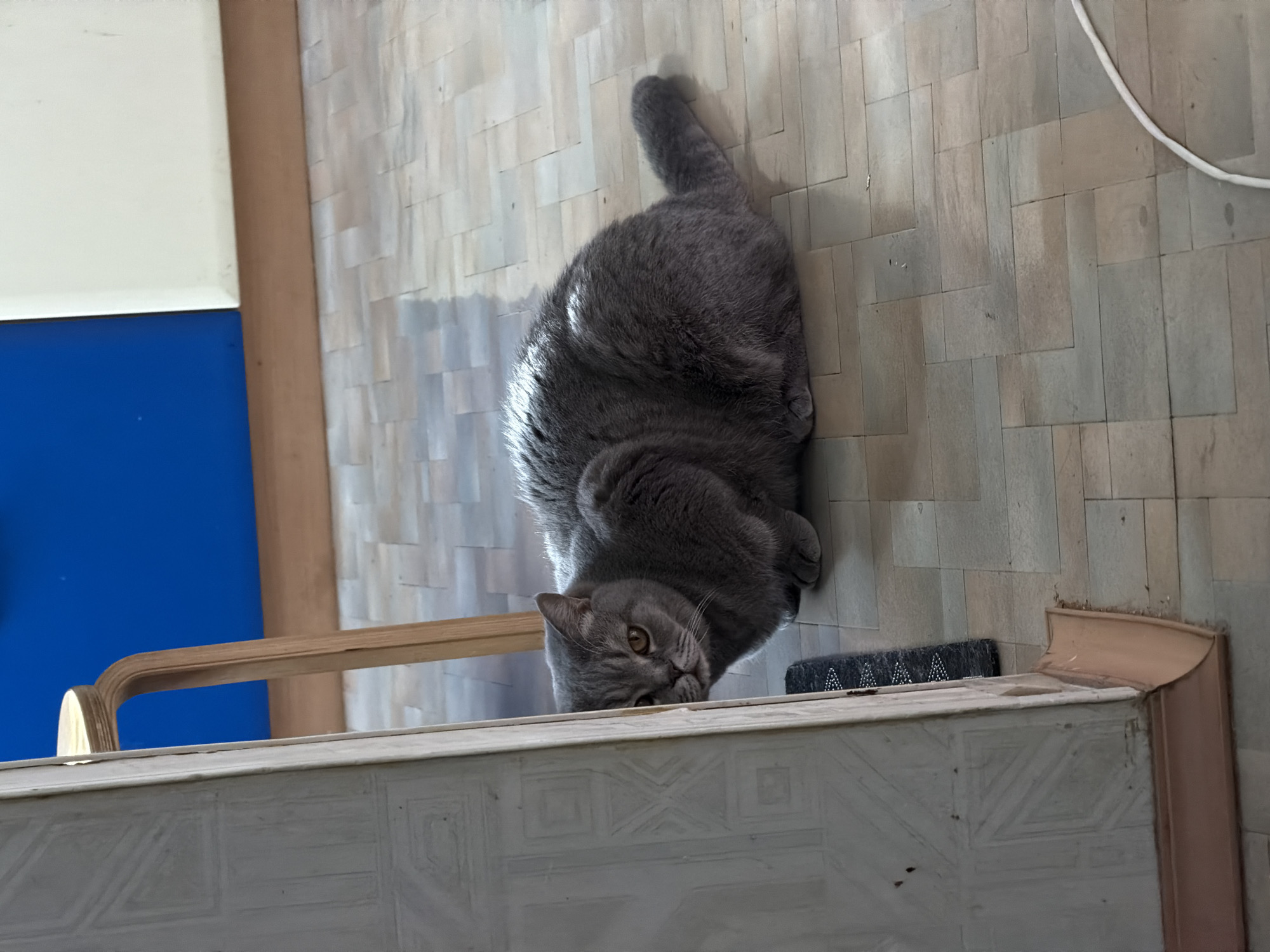 A grey, short-haired cat with prominent amber eyes is the central subject of the image, lying on a tiled floor. The cat, appearing to be a British Shorthair or similar breed, is positioned on its belly with its head turned, looking directly at the viewer with an attentive and calm expression. Its front paws are tucked beneath its body, and its tail is visible, gently curved on the floor.
The setting appears to be an indoor space, likely a home. The cat rests on a floor composed of numerous rectangular tiles in varying shades of beige, grey, and light brown, arranged in a staggered or brick-like pattern. To the left of the frame, a distinct royal blue wall or large object is visible, topped by a white or cream-colored surface. A wooden railing, light in tone and curving gently, extends into the shot from the left side, situated above a light-colored, structured ledge.
This ledge, possibly a windowsill or a piece of furniture, features an embossed or carved geometric pattern across its surface. Behind the cat's head, resting against this ledge, is a dark, textured object—possibly a mat or brush—adorned with small, reflective embellishments that form a pattern. A white cable is visible on the tiled floor in the upper right portion of the background. The overall lighting suggests a daytime setting, with diffused light illuminating the scene and highlighting the cat's fur. There is no clearly legible text in the image.