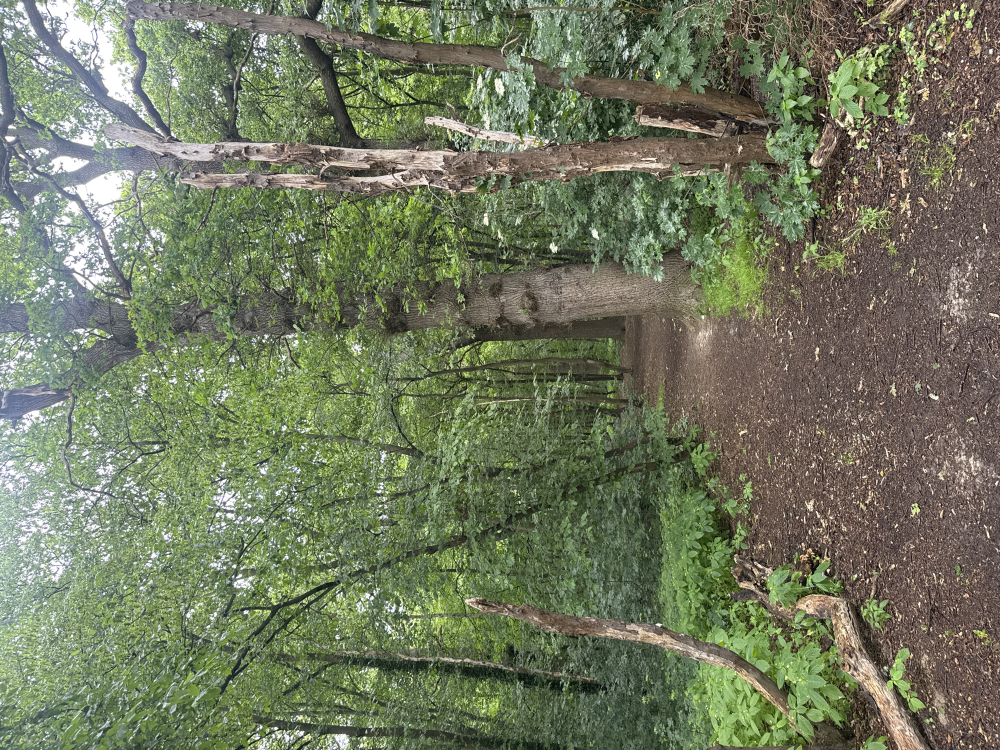 A dirt path winds through a dense forest. The path is dark brown and covered in small twigs and leaves. On either side of the path, tall green trees with thick trunks dominate the scene. Some of the trees are dead and decaying, with rough, peeling bark. The undergrowth is thick with green leaves and some small white flowers. The sky is overcast and the lighting is dim, creating a sense of shade and mystery.