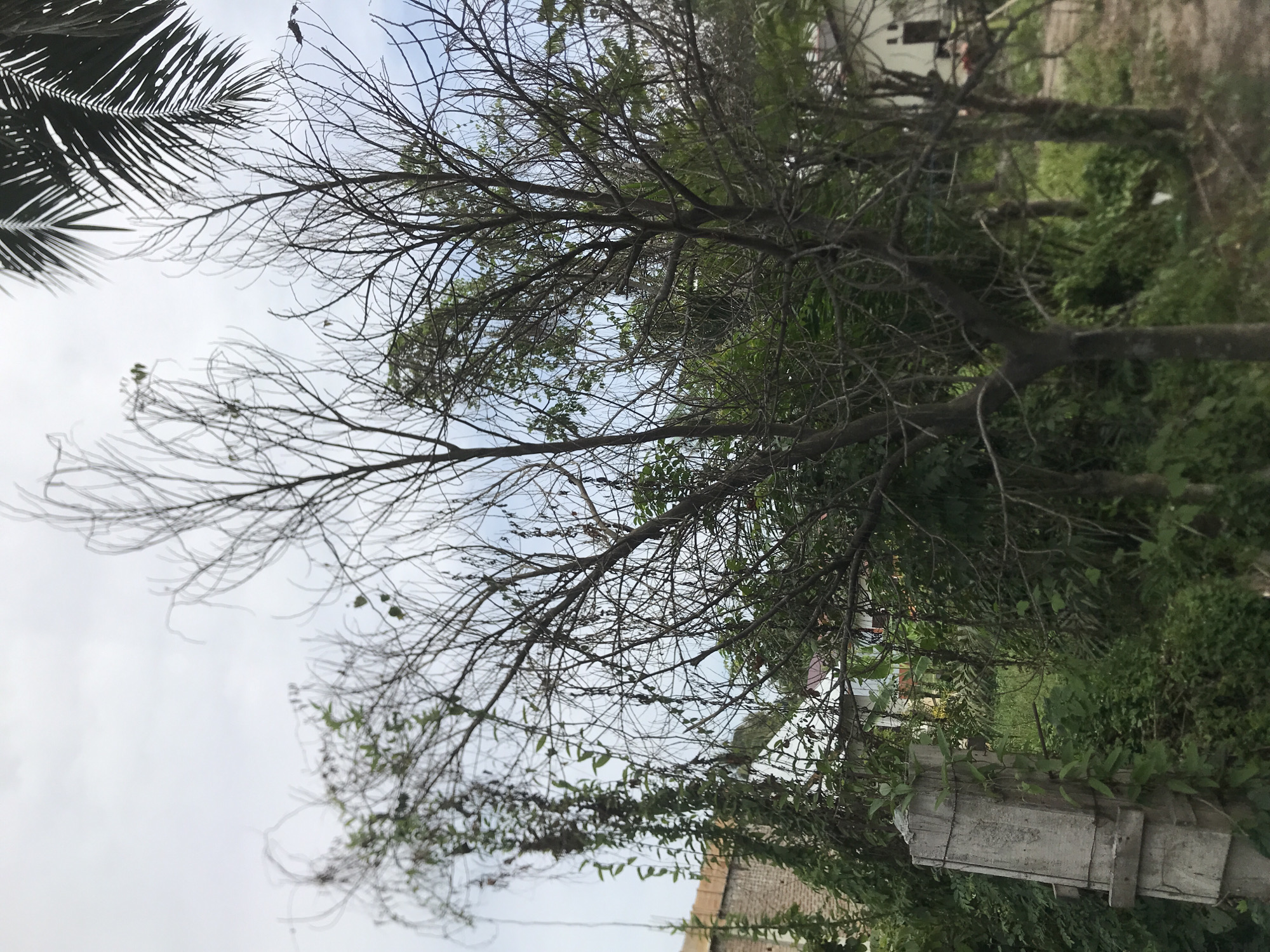 A partially defoliated tree with numerous bare branches occupies the center of the frame. The branches extend against a backdrop of a hazy, light blue sky. To the left, a fragment of a palm frond is visible. The environment appears to be a residential area in Matangkumbang, Indonesia. Concrete structures and greenery are visible in the lower portion of the image. One building is partially visible in the background.