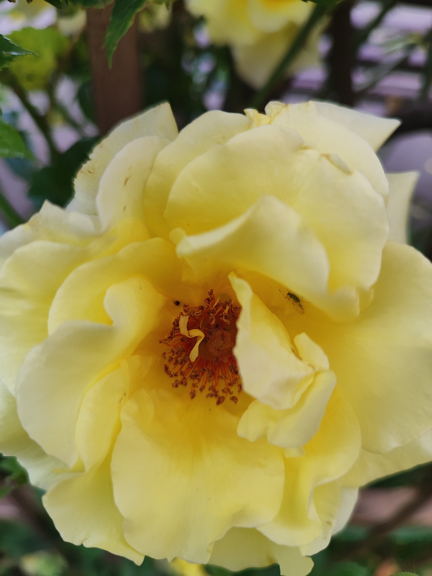 This close-up photograph captures a vibrant yellow rose in full bloom, dominating the frame. The rose features numerous layers of soft, slightly ruffled petals, ranging from a pale, creamy yellow on the outer edges to a deeper, richer yellow towards its core.
In the center of the flower, a cluster of reddish-brown stamens with pollen-dusted anthers is prominently visible. Nestled among the petals near the stamens, two small insects can be observed. One, a dark-bodied insect with delicate wings, rests on a petal to the right of the stamen cluster. Another tiny, darker insect is visible closer to the stamens on the left side.
The background is softly blurred, showing out-of-focus green foliage, hinting at leaves and possibly other plant structures or branches, suggesting an outdoor setting like a garden or park. Hints of a light purple or gray blur are also present in the background.
The image is well-lit, indicating it was taken during the daytime under natural light. There are no human subjects or visible text in the photograph. The scene is static, focusing on the intricate details of the flower and its tiny inhabitants, likely located in Krasnodar, Russia.