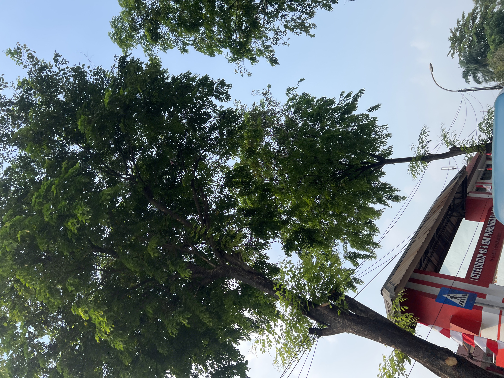 The image captures an outdoor scene in Citeureup, Indonesia, dominated by lush green trees with dense foliage that obscure much of the sky. In the foreground, a red and white striped structure, likely an entrance or archway, is visible. A blue sign with a white pedestrian crossing symbol is mounted on this structure, indicating a safe passage. Text is visible on the structure, reading "CITELREUP 02 & SDN PUSPANERARA". To the left, a thick tree trunk leans towards the right. In the background, a street lamp with a curved arm stands to the right of the entrance, and more trees and the sky are visible. The overall impression is a sunny day with a slight haze.