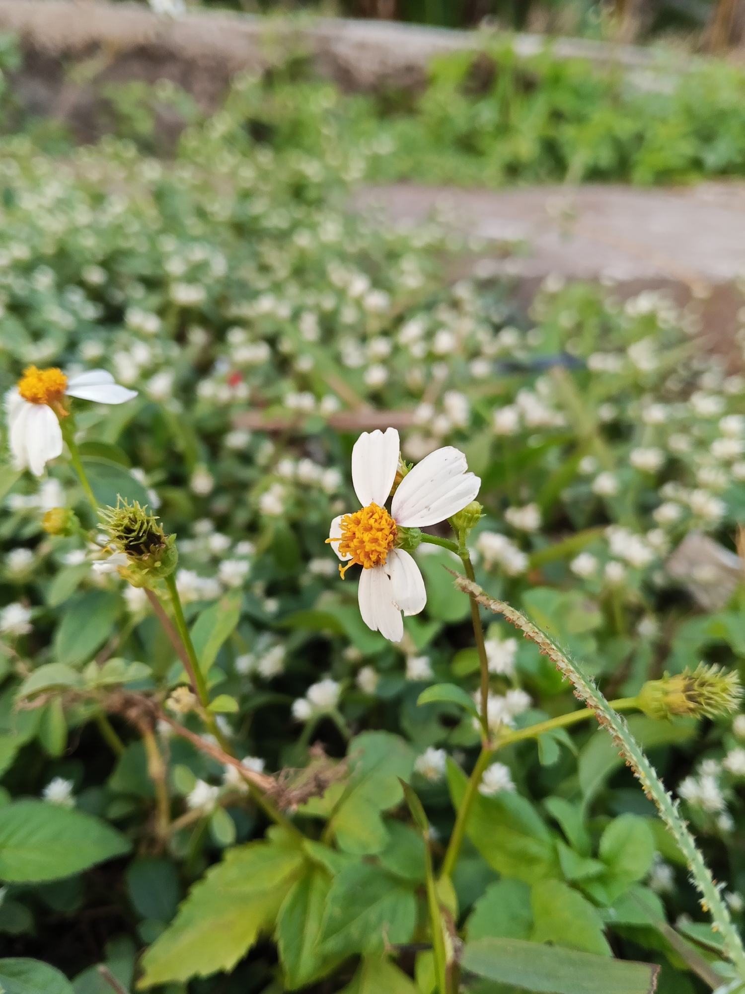 The image is a close-up, eye-level shot of a white daisy-like flower with a yellow center, growing in a patch of greenery. The flower is in focus, with its petals and pistils clearly visible. The background is blurred, but shows a dense field of smaller white flowers and green leaves. The setting appears to be an outdoor garden or natural area, possibly within the city of Semarang, Indonesia, given the context. No people are present in the image. The lighting suggests it is daytime, with soft, natural light illuminating the scene.