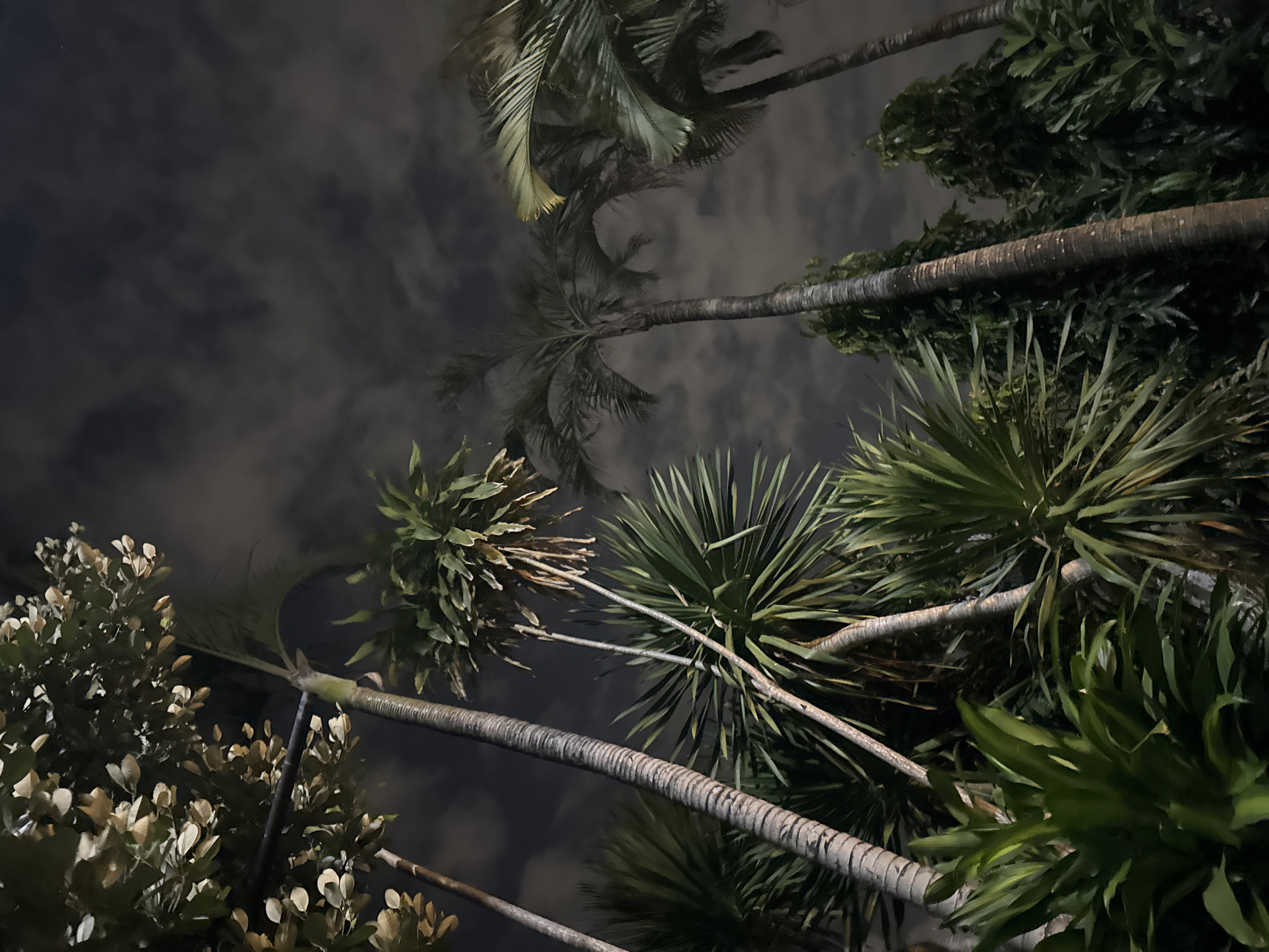 The image shows a low-angle view of several palm trees and other lush green foliage against a cloudy night sky. The lighting suggests artificial illumination, possibly from streetlights or architectural lighting, which highlights the textures of the palm bark and the leaves. The scene is likely an outdoor public space or garden within the city of Denpasar, Indonesia, given the tropical flora commonly found there. There are no people or discernible human activities visible in the frame. The atmosphere is still and quiet, with the focus on the botanical elements and the dramatic night sky.