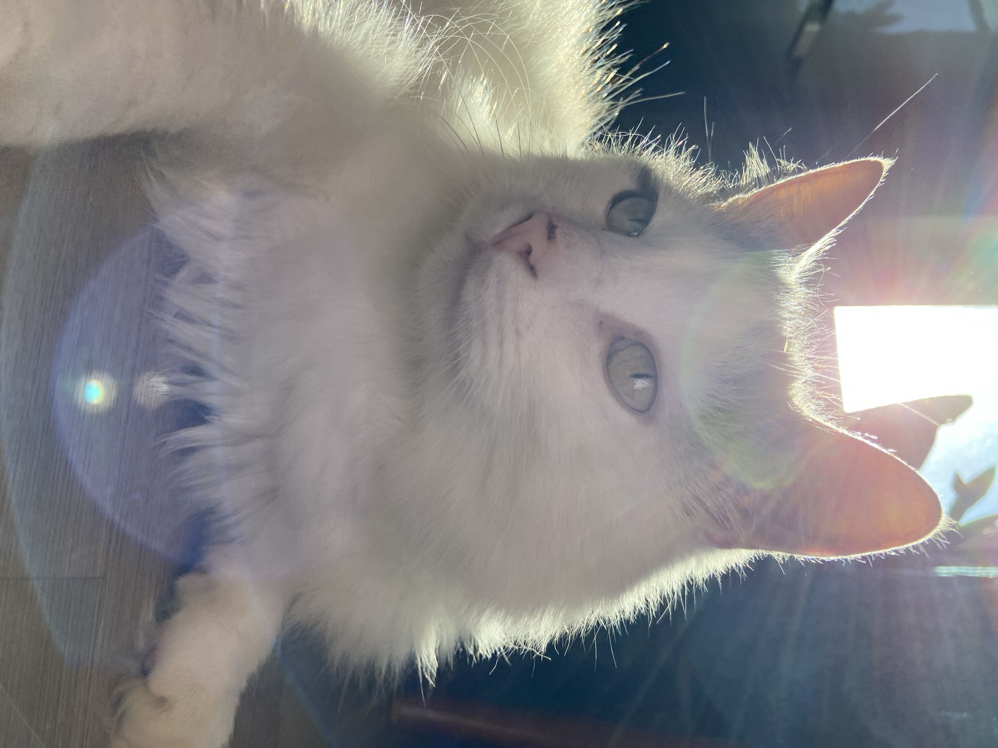 A close-up, eye-level shot captures a fluffy white cat with light green eyes looking to the left. The cat is bathed in bright sunlight, which creates a halo effect around its ears and face, and causes lens flare across the image. The background is dark and out of focus, with vertical lines suggesting a window or blinds. The cat is lying down on a wooden floor, with its paw visible in the lower right corner. The scene is indoors, possibly in a home.