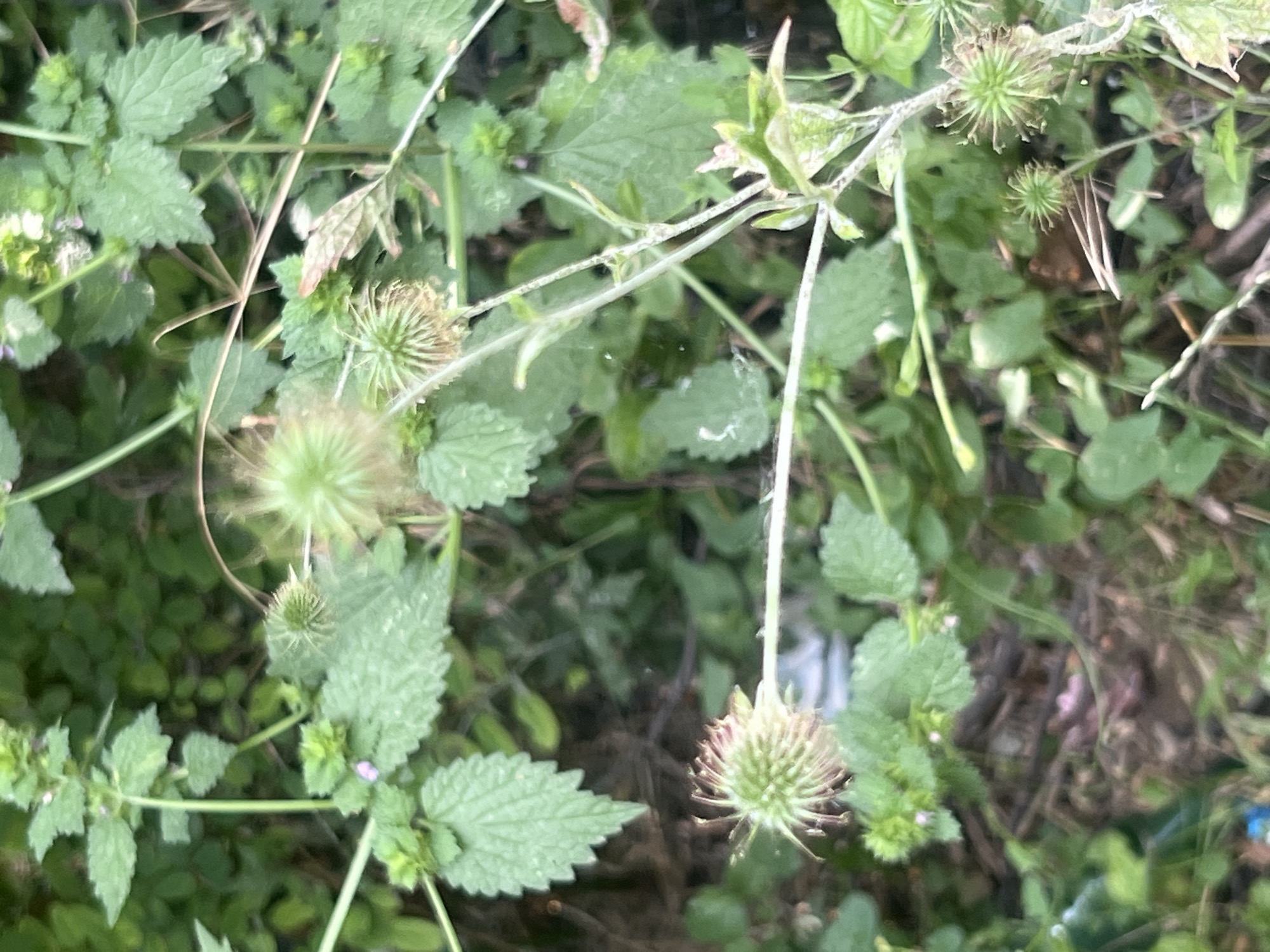 The image shows a close-up view of green foliage, likely in an outdoor, natural setting within the city of Bârnova, Romania. Several spherical, spiky seed heads or flower heads are visible amongst the leaves. These seed heads are predominantly green, with some showing signs of drying and browning at the tips of their spines. The leaves are serrated and have a slightly rough texture. Thin, light-colored stems and tendrils intertwine with the greenery. The background is a blur of more green leaves and darker, indistinct shapes, suggesting a dense growth of plants. The lighting appears natural, casting a soft, diffused light on the scene. There are no people or animals present in the image. The overall impression is of a detail captured in a garden or a natural area.
