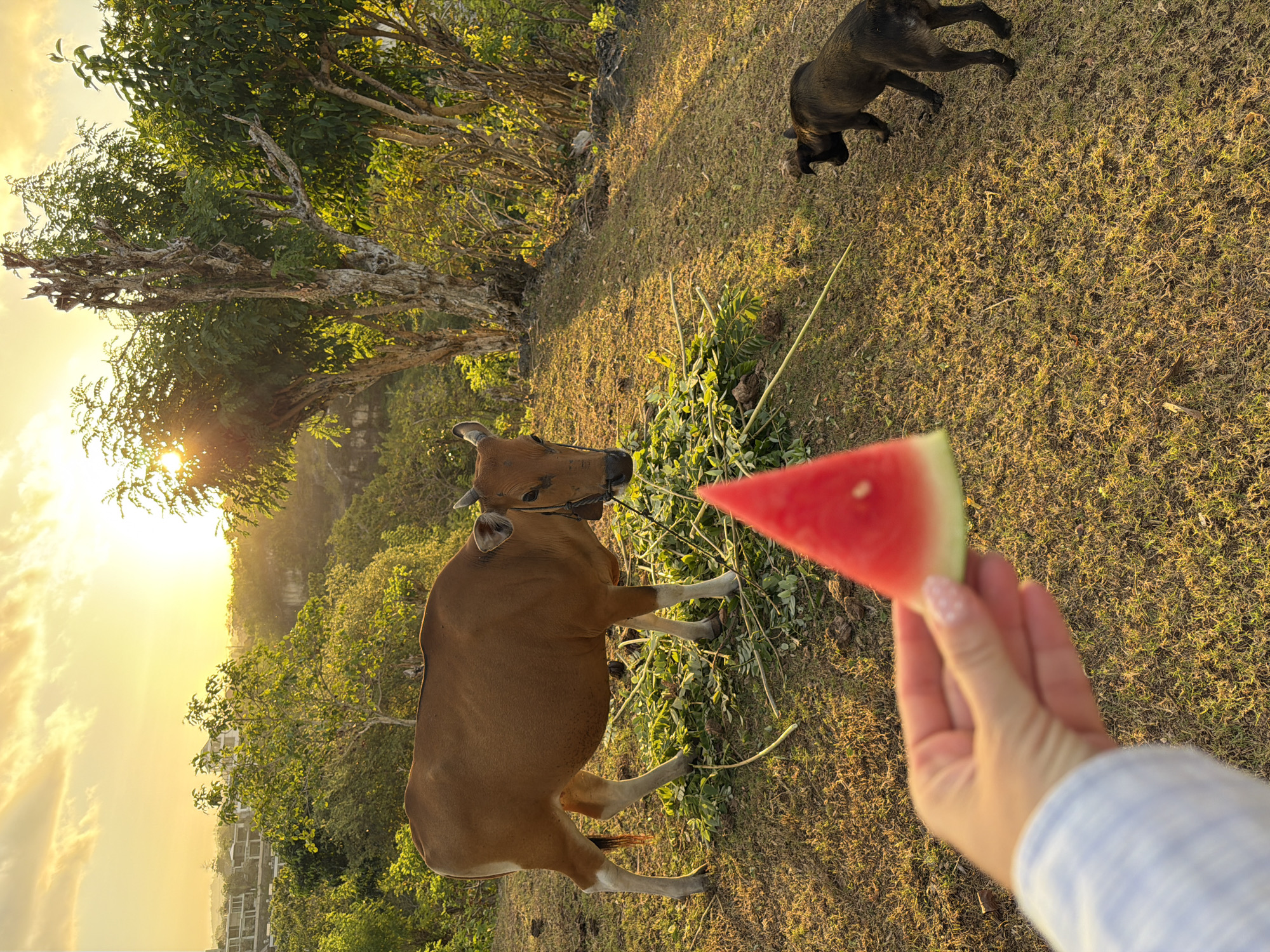 In Kuta Selatan, Indonesia, at golden hour, a brown cow stands on a grassy slope, eating from a pile of green foliage. Nearby, a dark-colored dog pauses, looking towards the cow. In the foreground, a human hand holds a slice of watermelon. The background features lush vegetation and trees bathed in the warm light of the setting sun. Distant buildings are visible on a hillside.