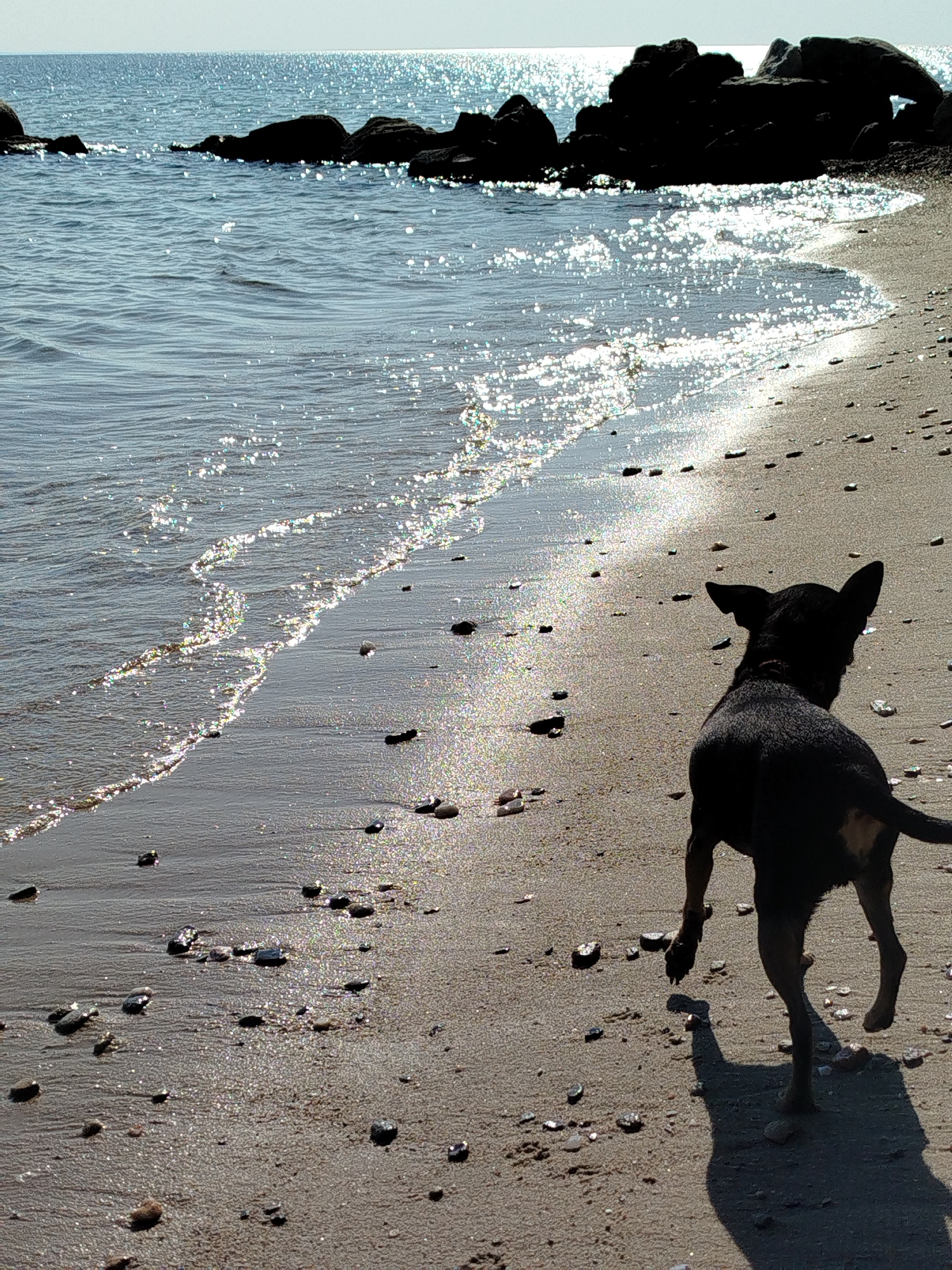 A black dog with tan markings on its hindquarters is walking away from the camera towards the sea on a pebble-strewn beach. The dog is silhouetted against the bright sunlight reflecting off the water. Dark, jagged rocks are visible in the background, jutting out of the calm, blue water. The shoreline is gently curving, and the wet sand glistens with the light. The sky is a pale blue, with a bright sun creating a strong glare on the water's surface. The scene depicts a tranquil moment at a coastal location, likely in Sithonia Municipal Unit, Greece, given the geological formations and shoreline characteristics.