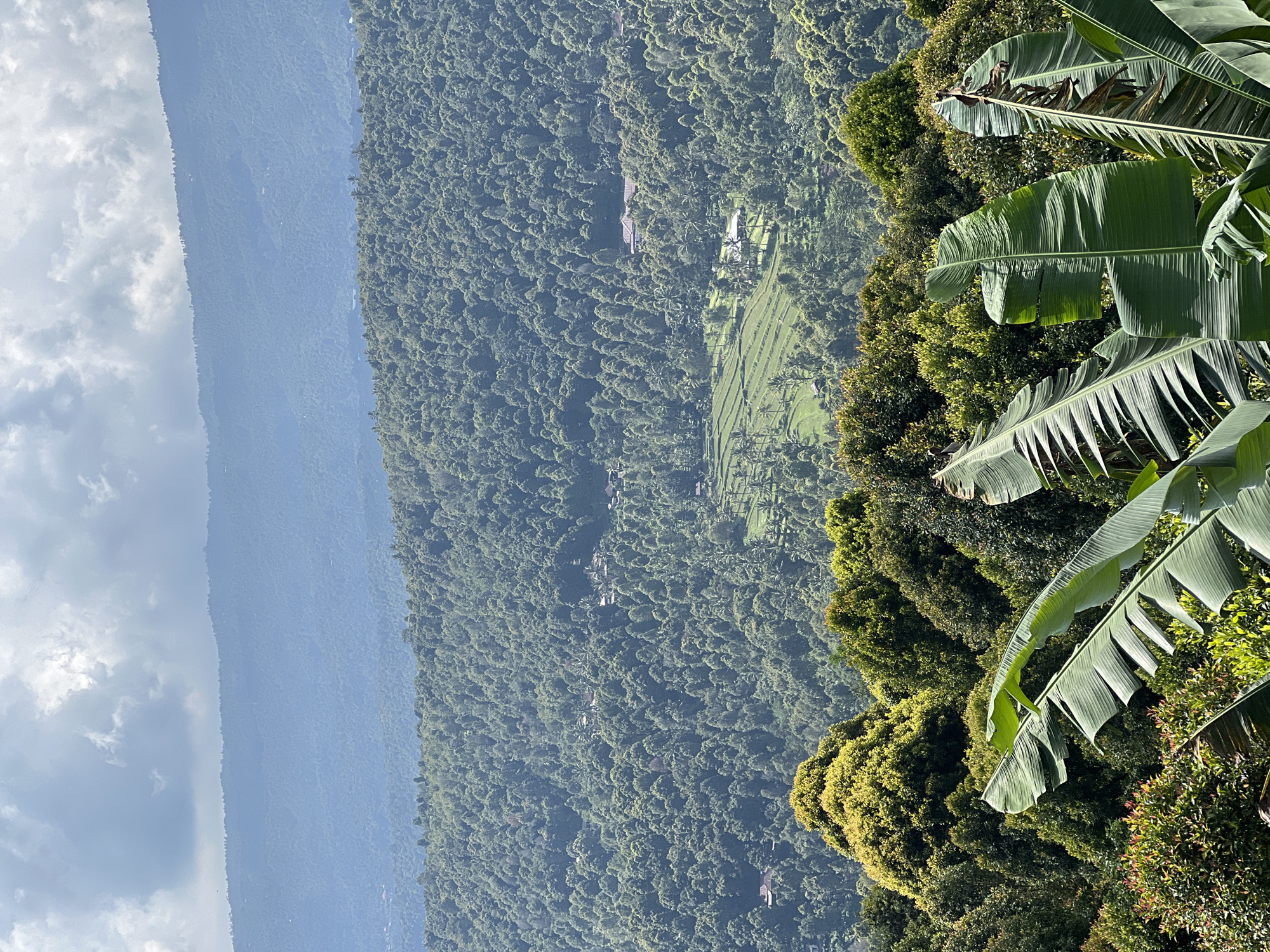 A high-angle, full shot captures a lush, green landscape with layers of trees and hills under a cloudy sky. In the foreground, large, unfurled banana leaves dominate the bottom of the frame, their broad surfaces catching the light. Behind them, a dense forest of trees stretches across the mid-ground, interspersed with some brighter, lighter green foliage and glimpses of buildings. Further in the distance, terraced rice paddies are visible, their stepped patterns creating a geometric contrast with the organic shapes of the trees. Beyond the rice paddies, rolling hills covered in more trees form the background, fading into a hazy blue due to atmospheric perspective. The furthest horizon is marked by the silhouette of a mountain range, softened by a layer of clouds that occupy the upper portion of the image. The overall impression is one of a verdant, natural environment, possibly in or near Busungbiu, Indonesia, given the tropical vegetation and agricultural elements. There are no people or animals visible in the frame.
