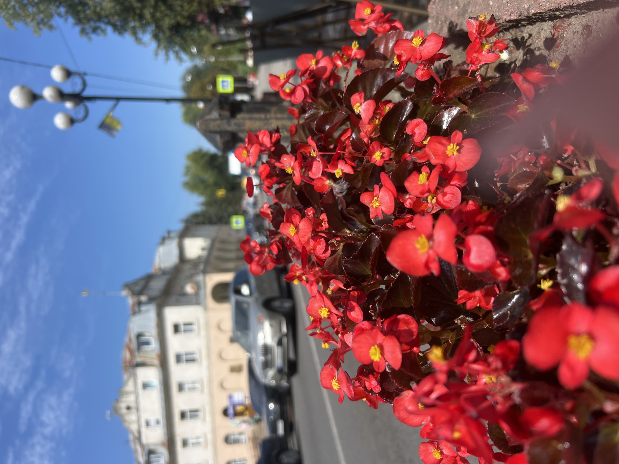 The image depicts a close-up view of bright red begonia flowers in the foreground, with their dark green leaves providing a stark contrast. In the background, a street scene unfolds in Yaremche, Ukraine. A light-colored building with an arched facade and a weathered roof stands prominently on the left side of the street. Several cars are visible on the road, including a silver SUV. A lamppost with multiple spherical lights is also present, with a small Ukrainian flag attached. The sky is a clear blue with scattered white clouds. The overall impression is a sunny day in an urban environment, with the vibrant flowers adding a touch of natural beauty to the cityscape.