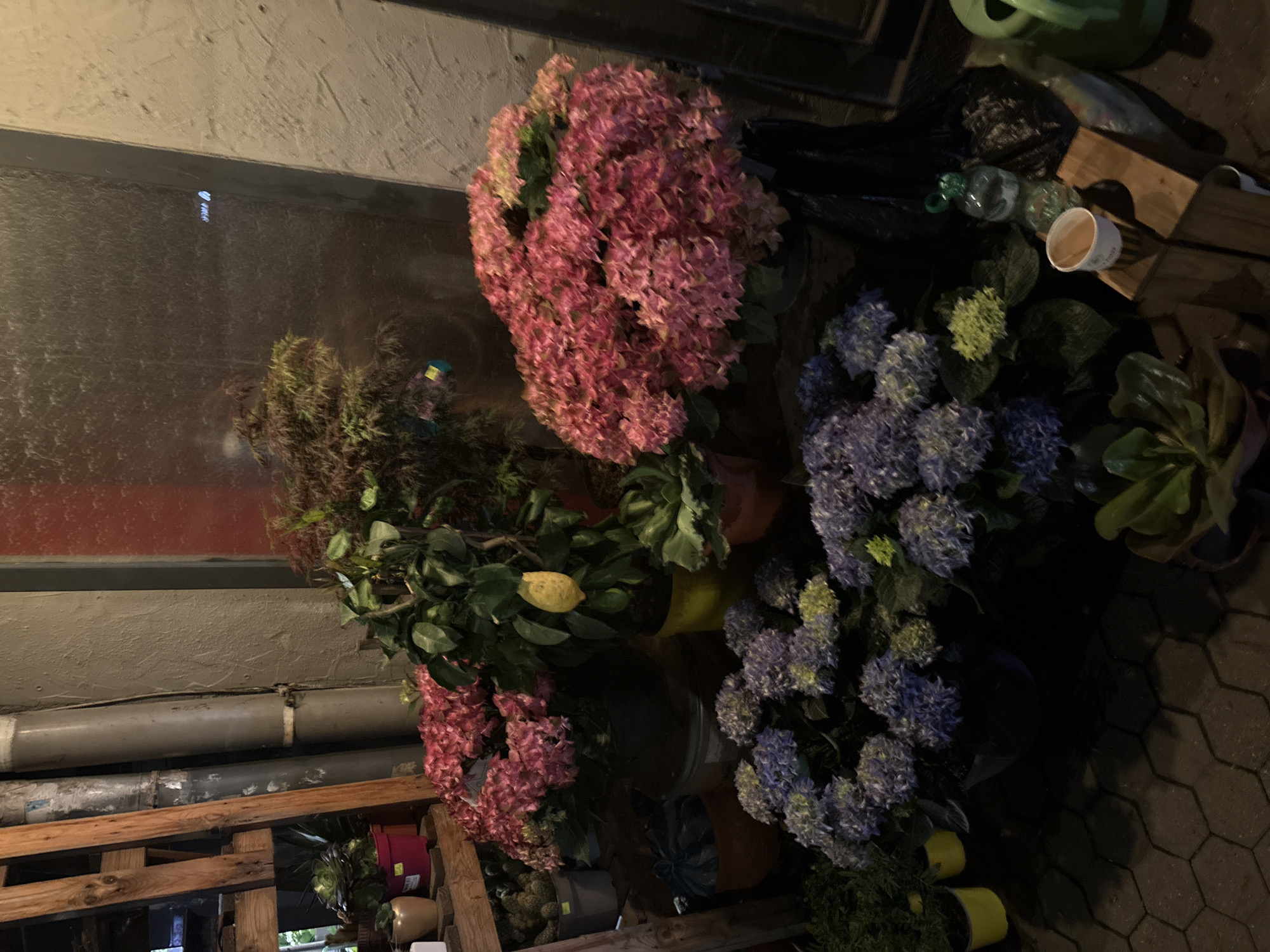 This image captures an outdoor plant display, likely a storefront or market stall, under low-light conditions, suggesting evening or night. The specific location within Sofia, Bulgaria, is not identifiable from the visual content.
The scene is densely populated with potted plants arranged on the ground and on a multi-tiered wooden shelving unit on the left. Dominating the foreground and midground are numerous large clusters of hydrangeas: several vibrant pink specimens, one notably voluminous on the right, and multiple clusters of purple and lighter green hydrangeas positioned closer to the viewer. A small lemon tree with a single ripe yellow lemon is visible in a yellow pot in the center-left. Various succulents are present, including a dark green variety in a pink pot and a lighter one in a gold pot on the wooden shelf, along with other succulent types in terracotta and grey pots on the ground. Additional greenery includes a plant with reddish-brown foliage, possibly a Japanese maple, in the background.
The background features a rustic wooden ladder-like structure on the left, positioned against two vertical grey pipes of different diameters. Behind these, a dark grey textured wall transitions into a section painted red on the far left. On the right, a textured light grey wall and a dark, reflective surface, possibly a window, are visible. The ground is paved with hexagonal interlocking stones.
In the lower right, several utilitarian objects are present: a clear plastic water bottle with a green cap, a white paper cup resting on two small wooden blocks, black plastic bags, and a green plastic watering can. No individuals are visible, and no actions or interactions are depicted within the frame.