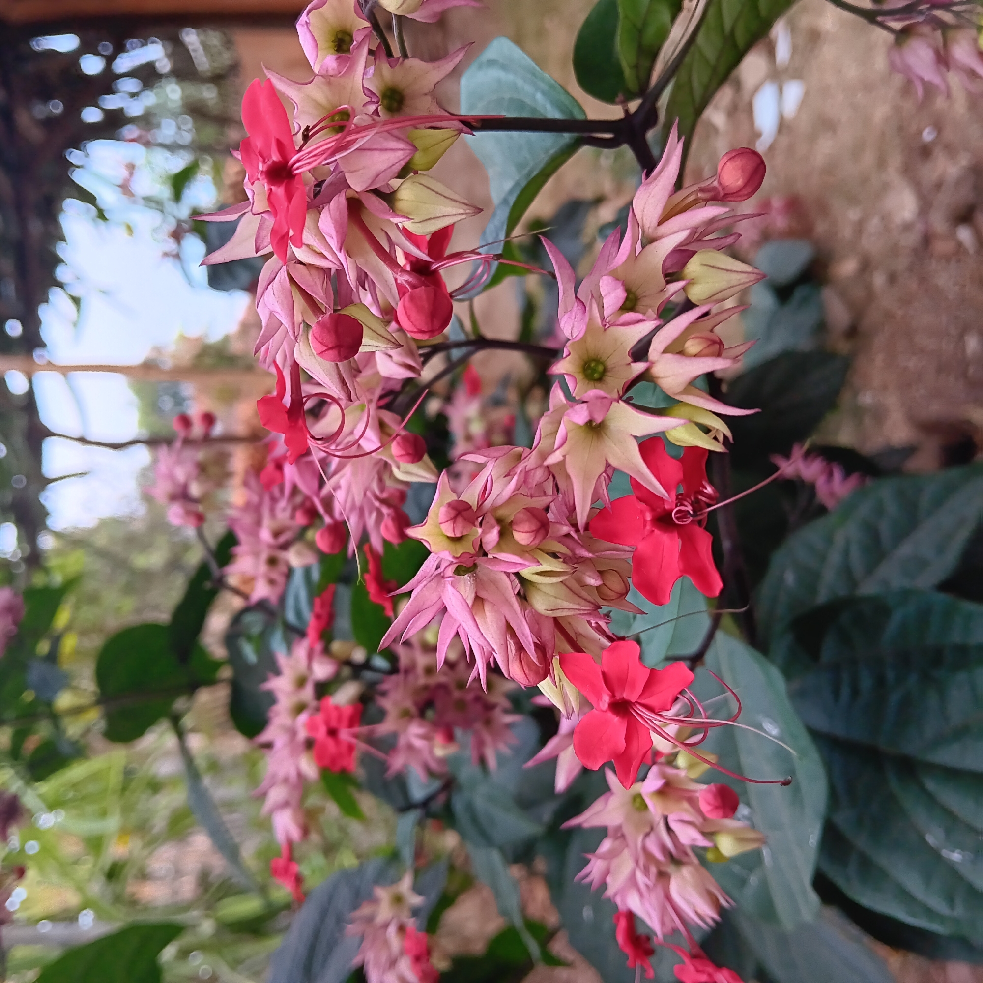 The image depicts a close-up view of a cluster of Bleeding Heart flowers (Clerodendrum thomsoniae). The flowers are characterized by their vibrant red petals and delicate pinkish-white sepals, which have a somewhat spiky appearance. Several buds, also a deep red color, are visible amongst the blooms. The foliage is a deep green, providing a contrasting backdrop to the brightly colored flowers. The background is softly blurred, suggesting an outdoor setting with some dappled light, possibly indicating a garden or park in Pamulihan, Indonesia. The overall impression is one of natural beauty and delicate floral arrangement.