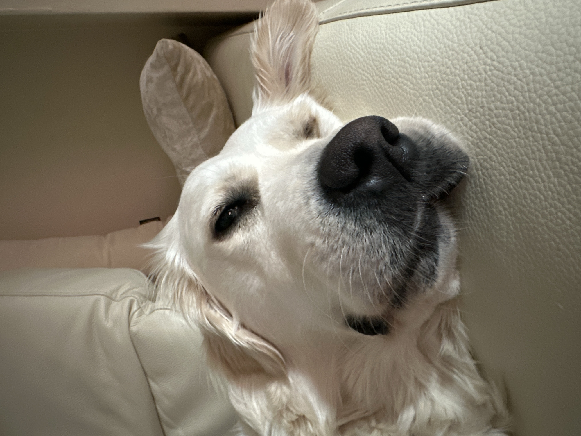A cream-colored Golden Retriever-type dog is depicted in a close-up, resting or sleeping on a light-colored, textured surface consistent with a leather or faux leather sofa or armchair. The dog's head is primarily visible, angled towards the left side of the frame, with its eyes closed. Its black nose is prominent in the lower central part of the image, appearing moist. Light-colored fur, possibly cream or very pale gold, covers the dog's head and ears, with some darker shading around its muzzle. A lighter, possibly cream-colored pillow or cushion is partially visible behind the dog's head, suggesting an indoor domestic environment. The background beyond the dog and furniture appears to be a plain, light-toned wall. The scene is located within a domestic residence in the city of London, United Kingdom.