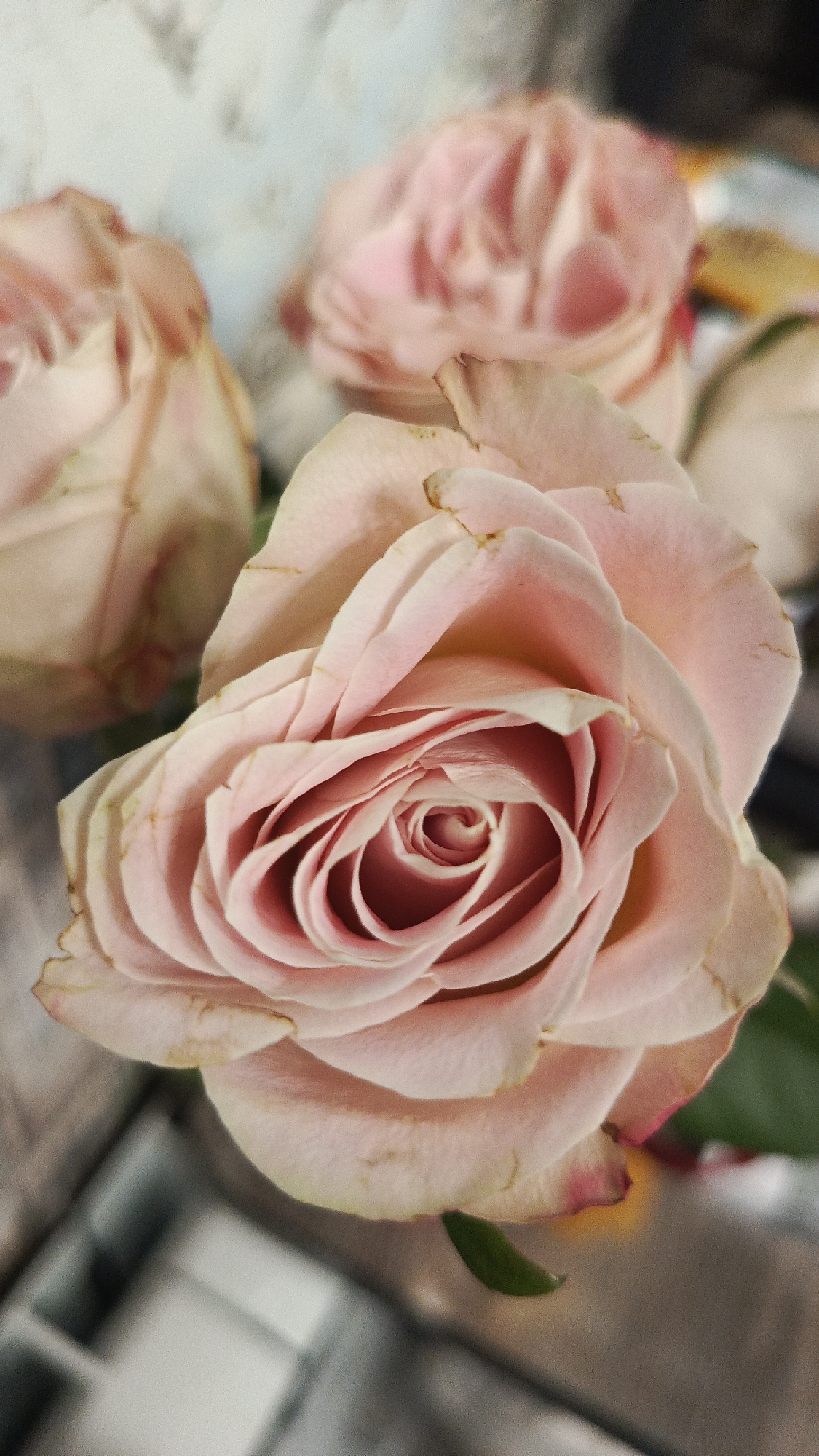 A close-up, overhead shot features a bouquet of pale pink roses against a blurred background. The rose in the foreground is in sharp focus, showcasing its delicate, layered petals and a tightly wound center. Other roses, less in focus, are visible behind it, their colors merging into soft blurs of pink. The lighting is soft, highlighting the subtle variations in petal color and texture. There are no people, actions, or interactions visible in the image. The scene is devoid of any specific location cues, and therefore cannot be placed in Zvenigorod, Russia, or any other geographical location.