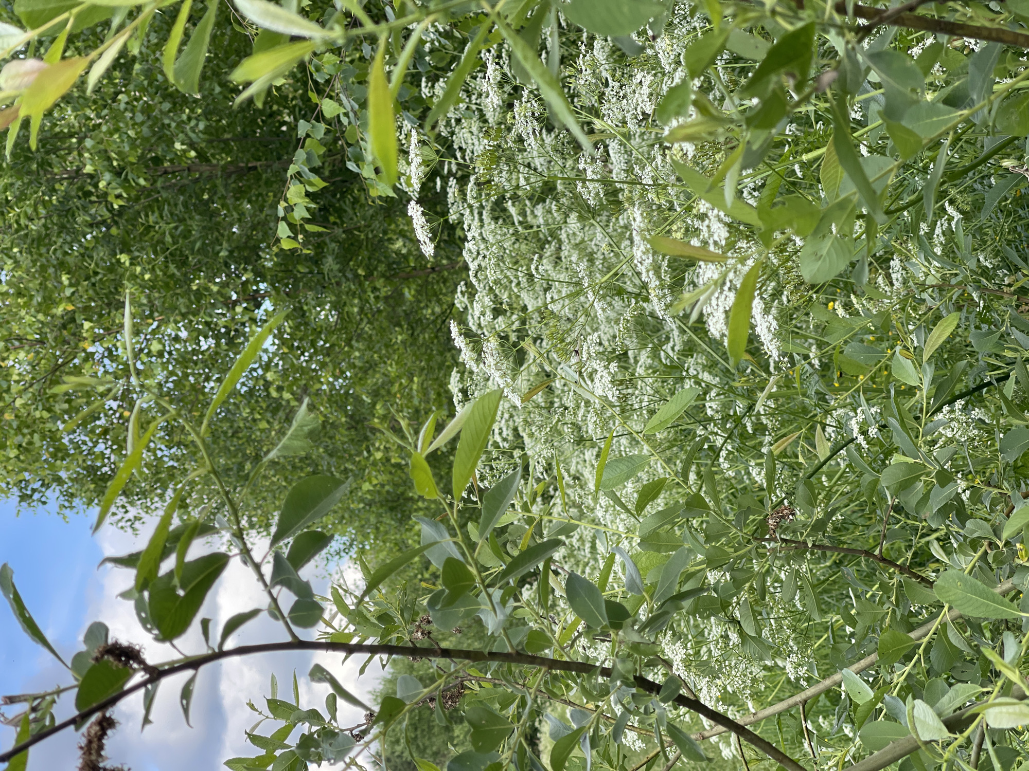 The image depicts a close-up view of lush green foliage and delicate white wildflowers. The plants are densely packed, creating a natural, overgrown aesthetic. In the foreground, several branches with elongated, pointed green leaves are prominent. Some of these leaves show signs of damage, with small holes or tears.
Behind the foreground branches, a thick carpet of small white flowers, likely wildflowers, fills the mid-ground. These flowers have a clustered, airy appearance. Further in the background, more greenery is visible, suggesting a wooded or densely vegetated area. Towards the upper left of the image, a patch of blue sky with scattered white clouds can be seen peeking through the leaves, indicating it is daytime with fair weather.
The image appears to be taken outdoors in a natural setting. The orientation of the image is slightly tilted, giving it a dynamic perspective. There are no people or man-made objects clearly visible, placing the focus entirely on the natural elements. The overall impression is one of a vibrant, sunlit natural landscape, possibly a meadow or the edge of a forest. The location context provided, Zarechny, Russia, suggests a temperate climate where such flora would be common during warmer months. No text is visible in the image.