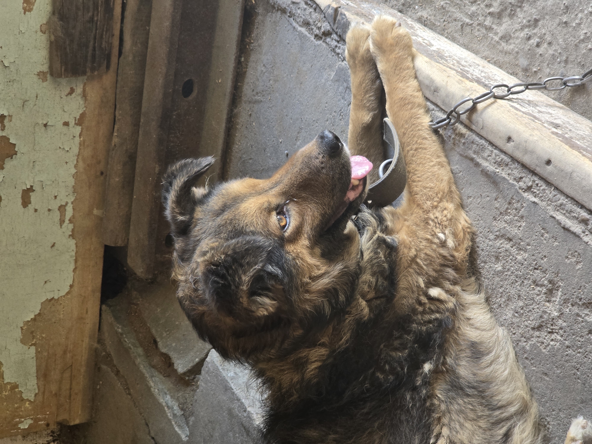 A medium-sized, brown and black dog is lying down in a confined, outdoor space, possibly a kennel or yard. The dog is wearing a thick, gray collar. Its tongue is hanging out, and it appears to be panting. A metal chain is attached to the collar and runs along the ground, suggesting the dog is tethered. The ground is concrete with some dirt and debris. In the background, there are wooden structures and peeling paint on a wall, suggesting an older, possibly neglected environment. The scene appears to be in a rural or semi-urban setting, consistent with a location in Serebriansk, Kazakhstan. There are no people visible in the image.