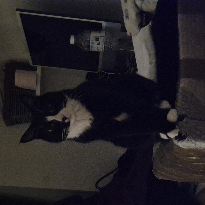 A black and white cat lies on a patterned surface. The cat has a white chest and white paws. A black monitor and a bottle of water are visible in the background. The scene is dimly lit. The photo has been rotated and is sideways.