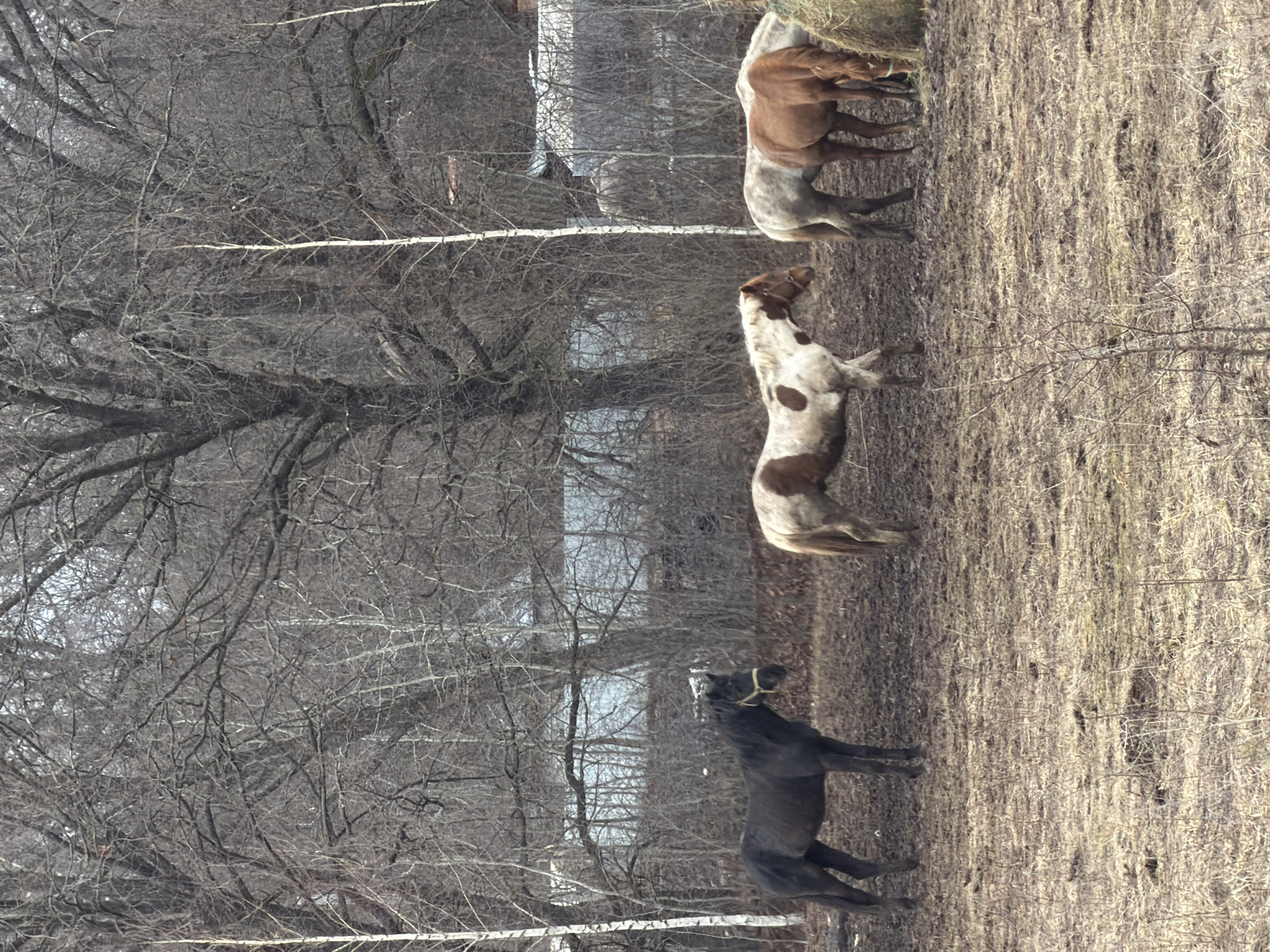 The image depicts a landscape with three horses in a field with dormant vegetation. In the background, there is a wooded area with bare trees, suggesting a winter or early spring season.
The first horse is located on the right edge of the frame and is a buckskin or palomino color, it stands near what appears to be a bale of hay.
The second horse stands in the middle, it has a white base coat with patches of brown.
The third horse is black, stands alone, and is wearing a halter.
The field is covered with dry grass and scattered twigs.
The presence of bare trees in the background further emphasizes the time of year as being winter or early spring.
The description does not provide details connecting the scene to the city of Noviy, Russia.