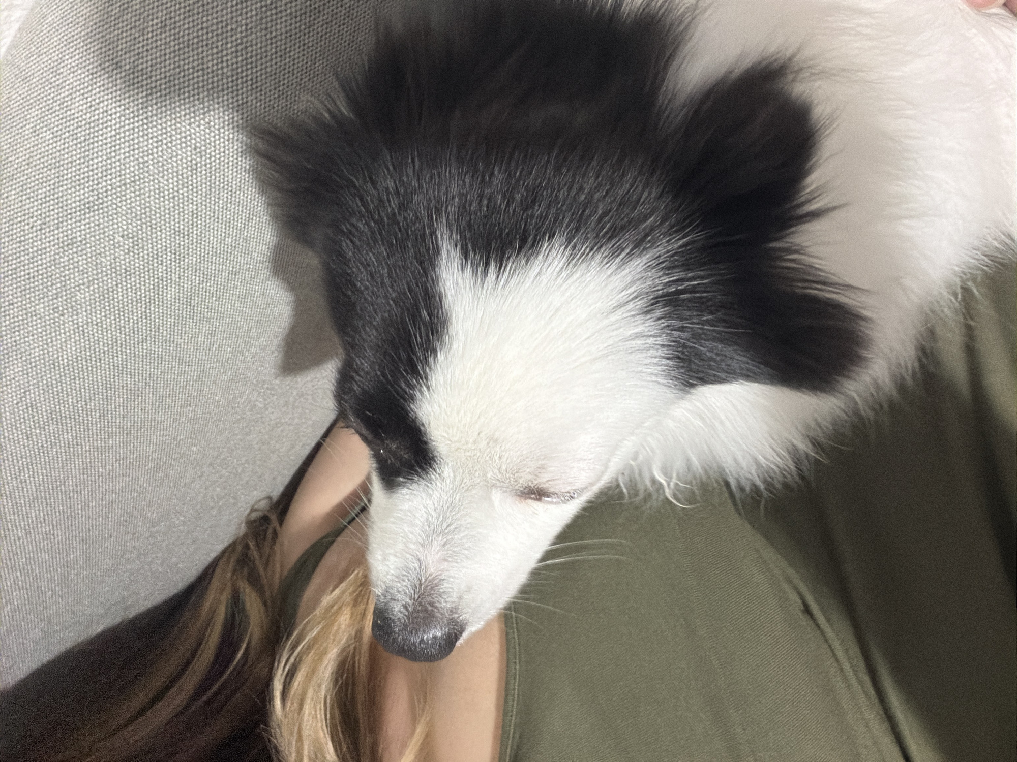 An overhead, close-up shot shows a black and white dog resting on a person who is wearing a green t-shirt. The dog's head is turned away from the camera, and its nose is white and moist. The dog has black and white fur, with a distinct pattern of black patches on its head and back. The person's hair is brown and blonde, and it falls over their shoulders. The background is a textured, light gray surface, possibly a sofa. The scene suggests a moment of relaxation and comfort between a pet and its owner. No specific location in Stara Zagora, Bulgaria is identifiable from the image.