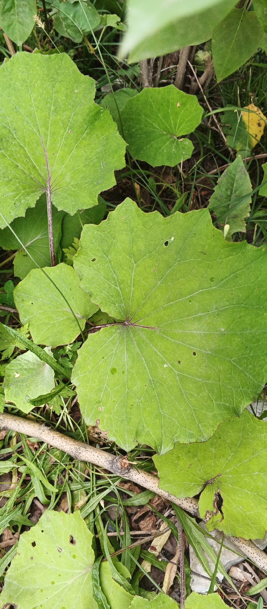The image shows a close-up, eye-level view of large, green, heart-shaped leaves with prominent veins, scattered on the ground amidst dry leaves and grass. A thin, light-colored branch with dark spots lies diagonally across the lower part of the frame, partially obscuring some of the leaves. The lighting suggests an overcast day. The scene appears to be an outdoor natural environment, possibly a park or woodland edge, with no distinct urban features visible to pinpoint a specific location within Izhevsk, Russia. There are no people or animals clearly depicted, though the presence of insects is possible given the natural setting.