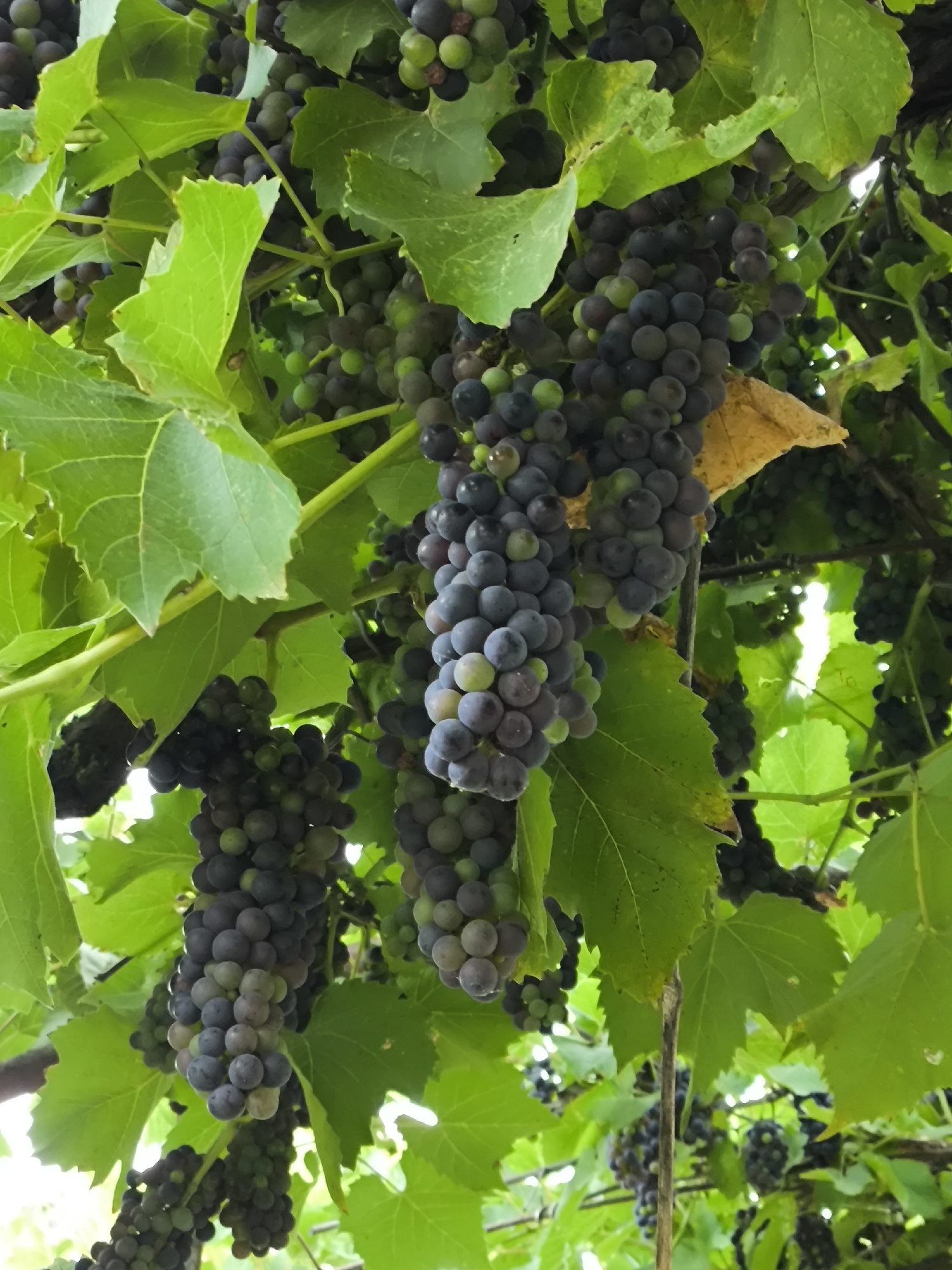 In Yuzhno-Sukhokumsk, Russia, a cluster of dark purple grapes hangs heavily from a vine amidst lush green leaves. The grapes are plump and spherical, with some showing hints of a lighter green hue, suggesting they are nearing ripeness. The vine is intertwined with branches, creating a dense canopy. Sunlight filters through the leaves, casting subtle shadows on the fruit. The image captures a close-up view of the grapes, emphasizing their texture and the natural beauty of the vineyard.