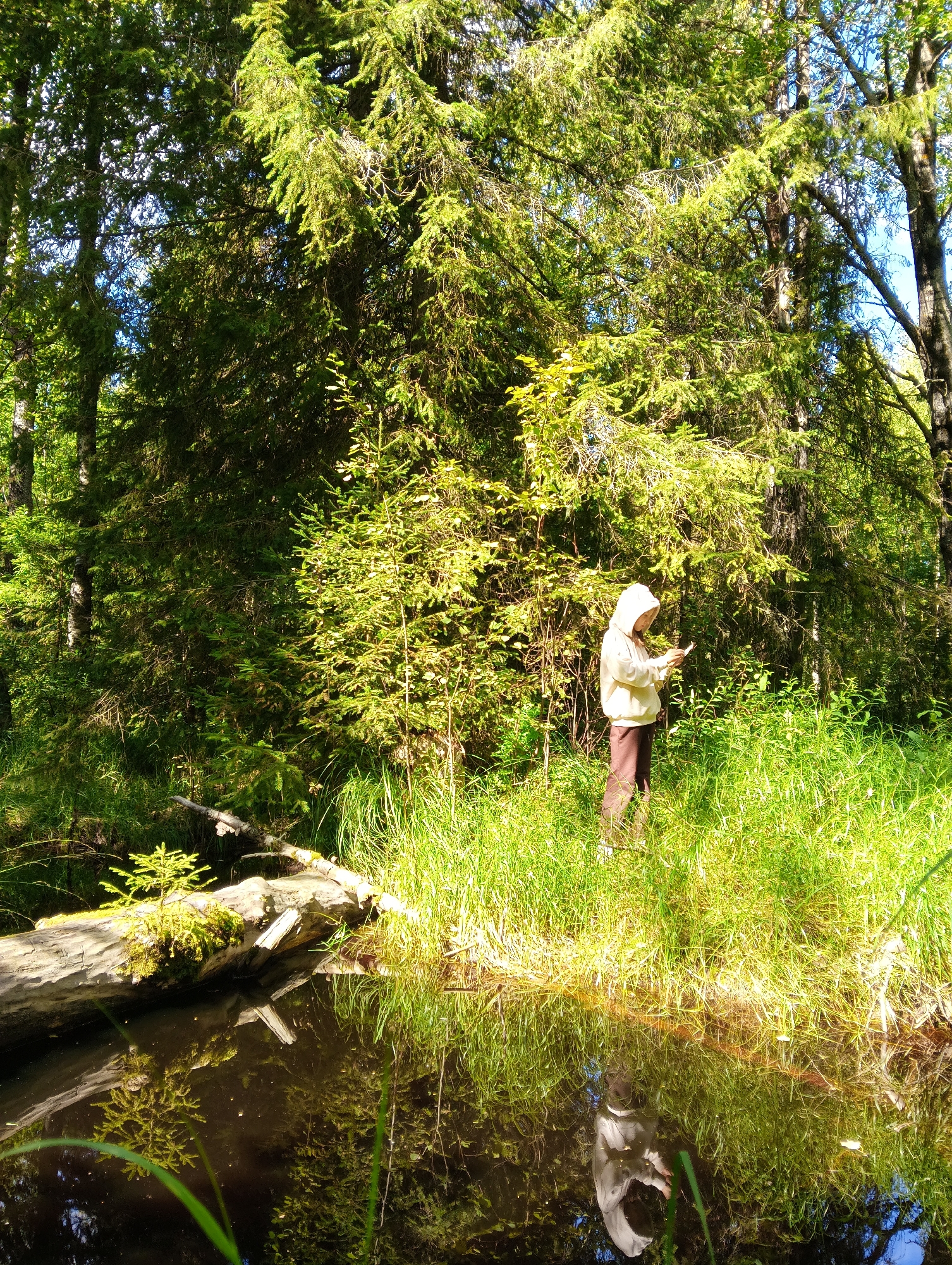 A young person wearing a light-colored hooded sweatshirt and dark pants stands in a grassy clearing within a dense coniferous forest. The person is looking down at a mobile device in their hands. The clearing is bordered by tall evergreen trees, with sunlight filtering through the branches, illuminating patches of the grass. To the left of the person, a large, fallen log lies partially in the shallow, dark water of a small stream or pond. The water reflects the surrounding trees and the sky. A small evergreen sapling is growing on the fallen log. The overall environment appears natural and undisturbed, suggesting a remote or park-like setting.