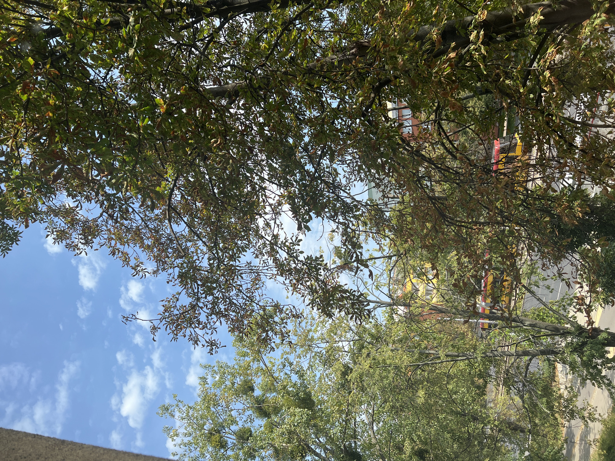 The image depicts a view through trees toward a city street with a tram. In the foreground, leafy branches with some browning foliage are visible against a bright blue sky with scattered white clouds. To the left, another tree with dense green foliage, possibly an oak, is present. Further in the background, a yellow and red tram travels on tracks adjacent to a street lined with trees. Buildings are visible behind the street, including an orange building with white windows and a yellow building. The scene appears to be captured from a vantage point above street level, suggesting a balcony or window overlooking the urban landscape. The presence of a tram indicates this is likely an area with public transportation. The overall atmosphere is one of an urban setting on a pleasant, possibly autumn day. This view is consistent with many residential or mixed-use areas in Warsaw, Poland, particularly along streets served by trams.