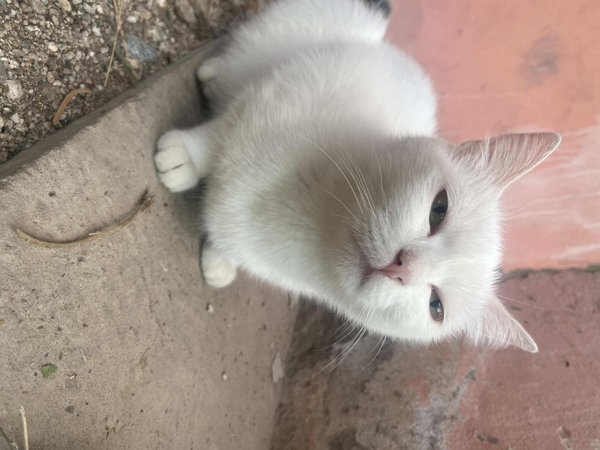 A white cat with grey markings on its tail and ears is lying on a concrete surface next to a pile of gravel and a reddish-brown wall. The cat is looking directly at the camera with its green eyes. Its pink nose is visible, along with its white whiskers. The cat appears relaxed, with its paws extended. The scene is outdoors, with natural lighting suggesting it is daytime. The ground is uneven, with small stones and debris scattered around. The reddish-brown wall in the background has some textured patterns and appears to be made of brick or plaster. There is no visible text in the image. The overall impression is of a domestic cat in an urban or outdoor setting.