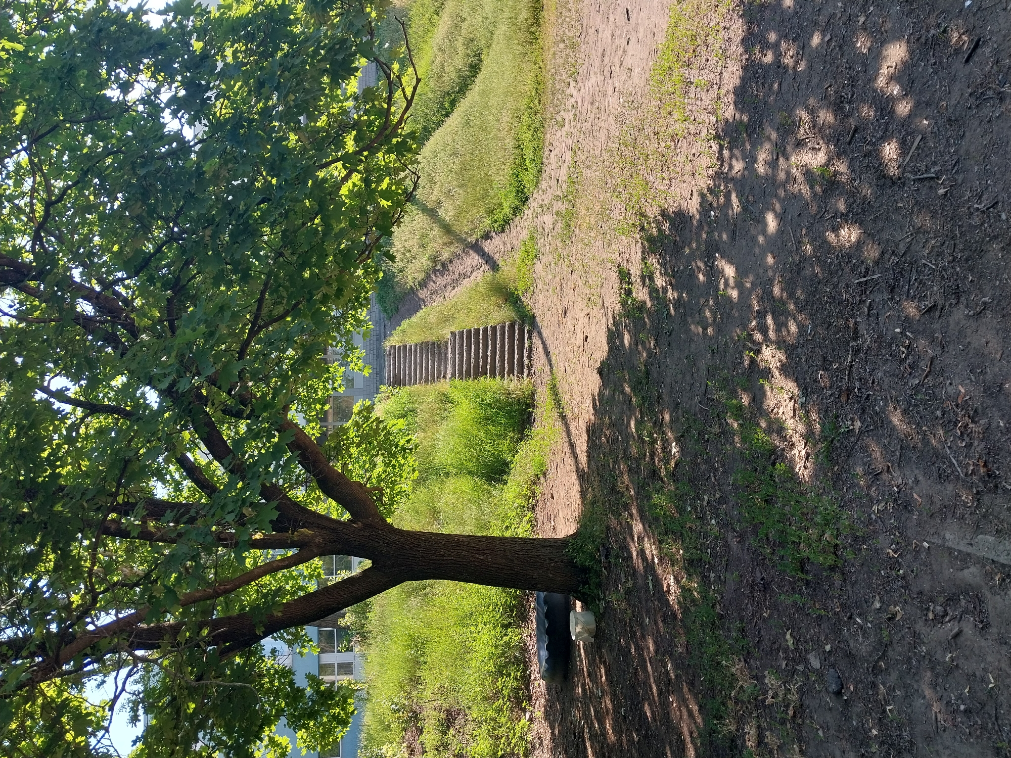 A natural outdoor scene depicts a large tree with lush green leaves providing shade over a dirt path and a grassy hill. A set of concrete stairs ascends the hill, and a dark, circular object, possibly a tire, rests on the ground near the tree's base, accompanied by a white bucket. The background shows a building with windows and a clear blue sky. The image is taken on a sunny day, casting dappled shadows from the tree onto the ground.